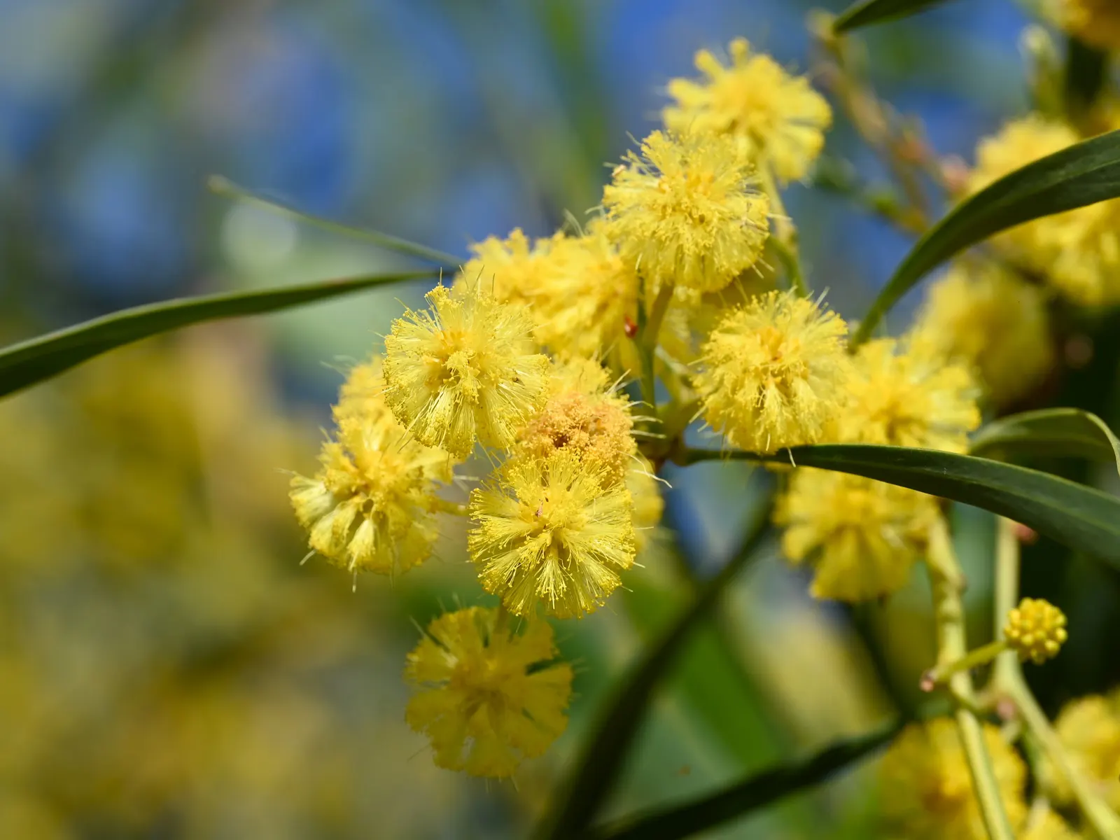 Blue-Leaf Wattle, Weeping Wattle (Acacia Saligna) — In the spring and after rainfalls; blue-Leaf Wattle typically reaches heights of 10 to 20 feet