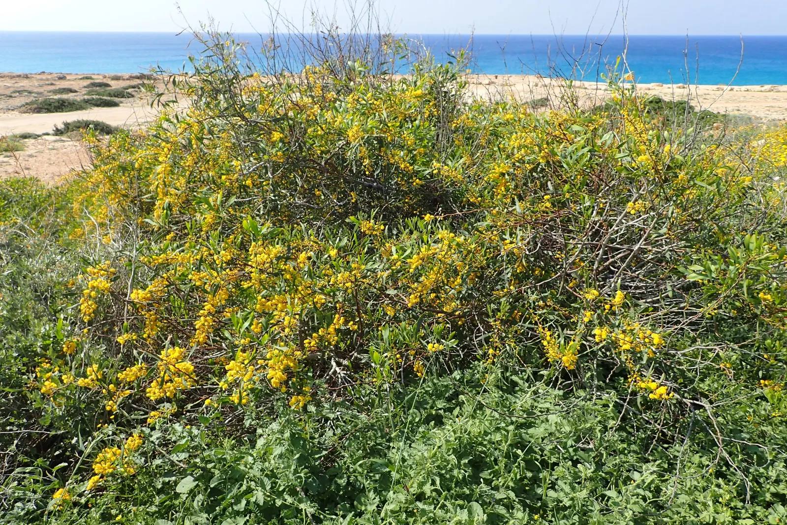 Blue-Leaf Wattle, Weeping Wattle (Acacia Saligna) — tree with gold and orange and yellow blooms