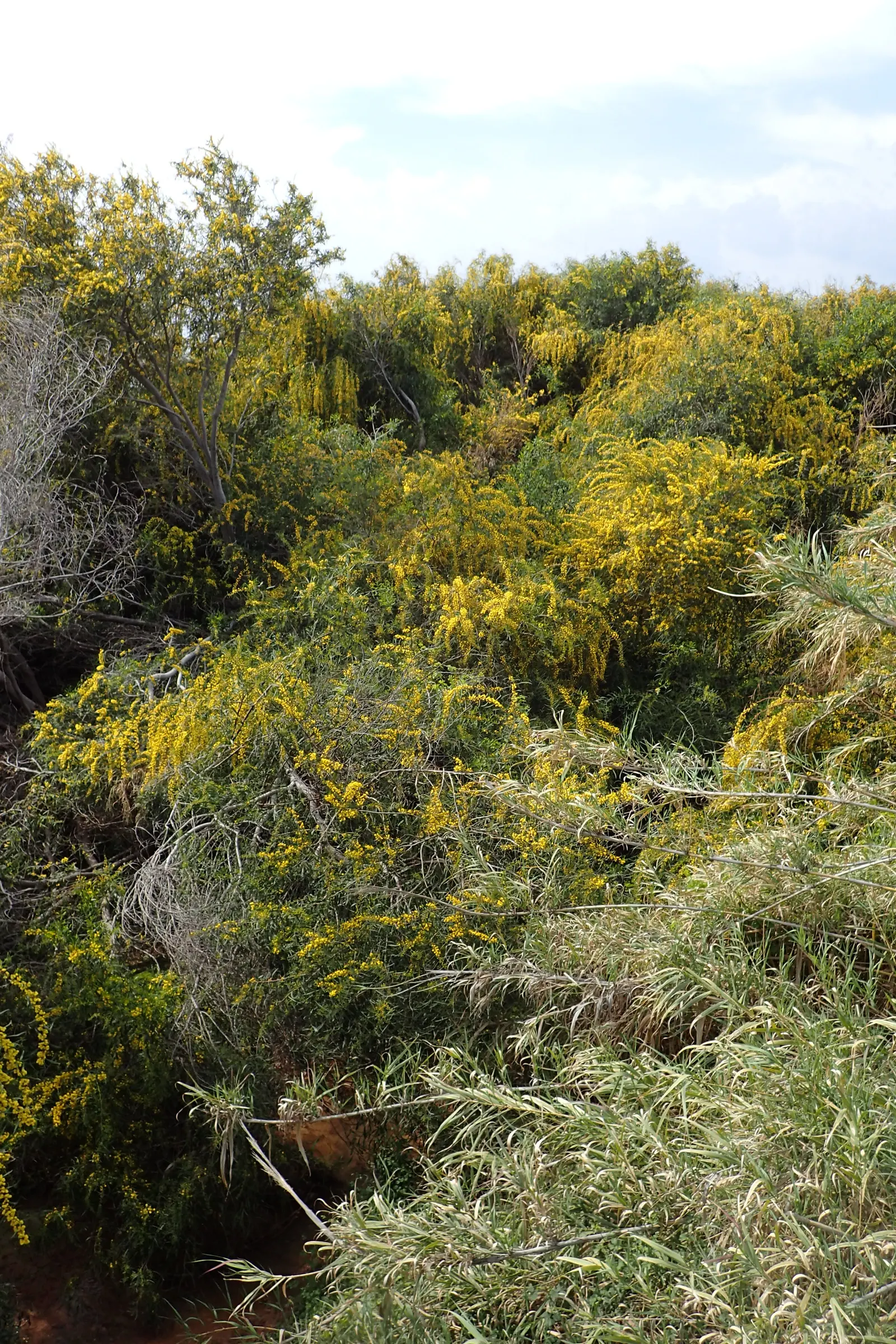 Blue-Leaf Wattle, Weeping Wattle (Acacia Saligna) — each one reaching 4 to 8 inches in length