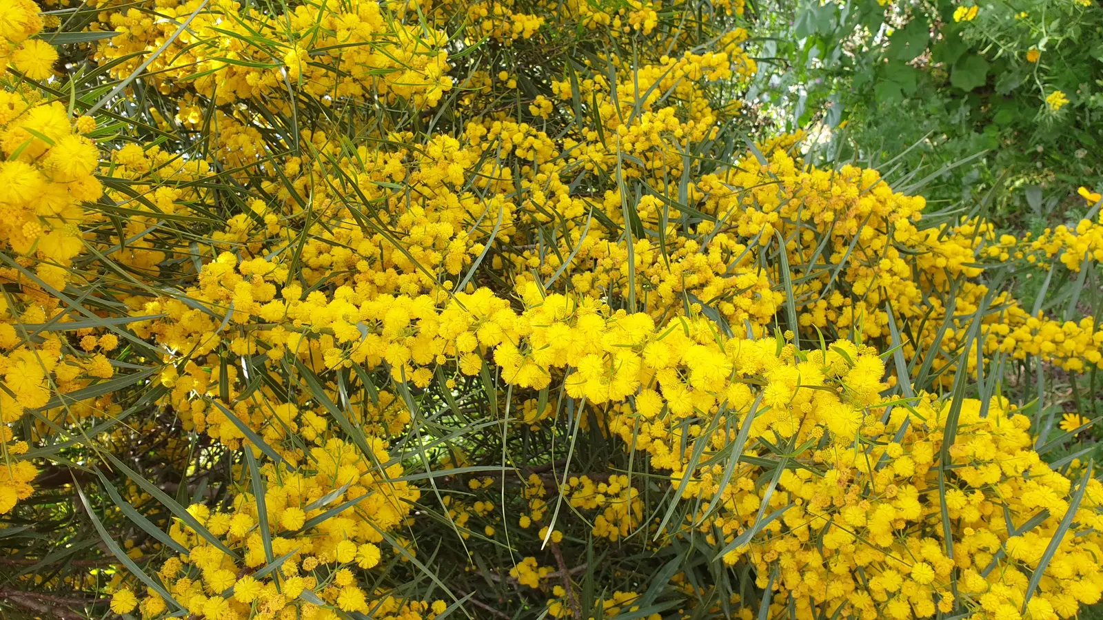 Blue-Leaf Wattle, Weeping Wattle (Acacia Saligna) — evergreen shrub or small tree