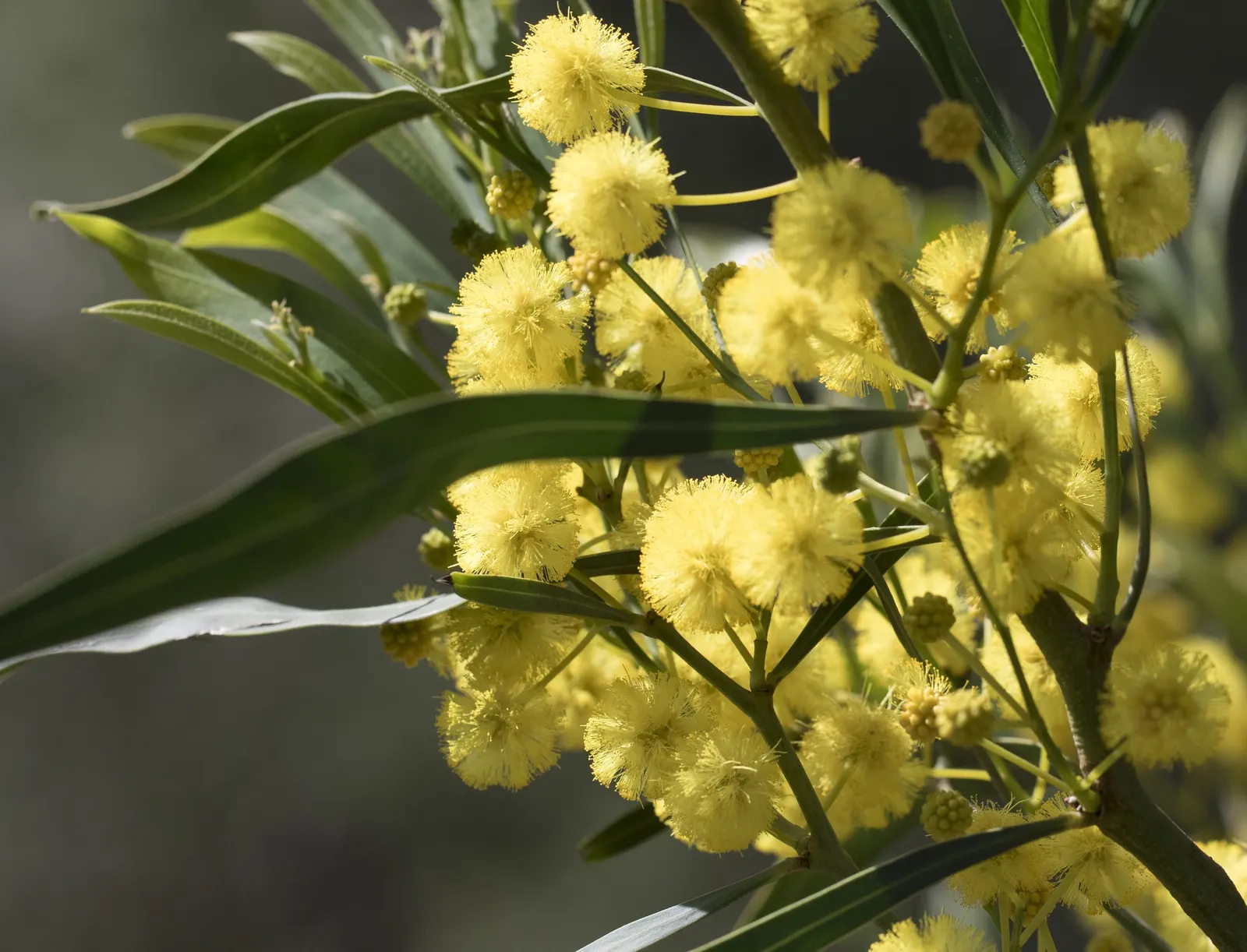 Blue-Leaf Wattle, Weeping Wattle (Acacia Saligna) — its foliage is complemented by bright yellow