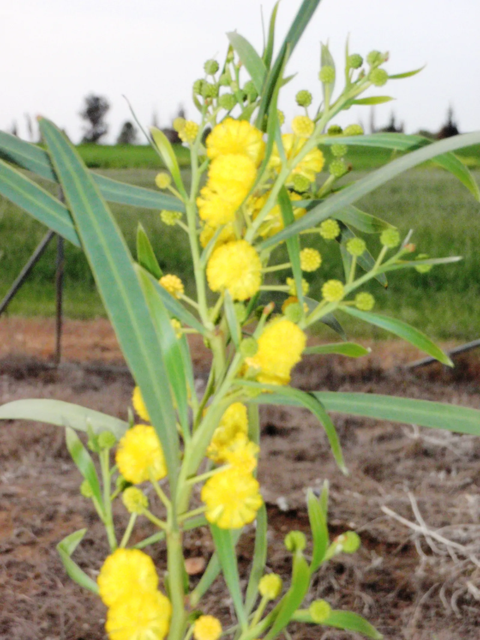 Blue-Leaf Wattle, Weeping Wattle (Acacia Saligna) — This species can be invasive in some regions