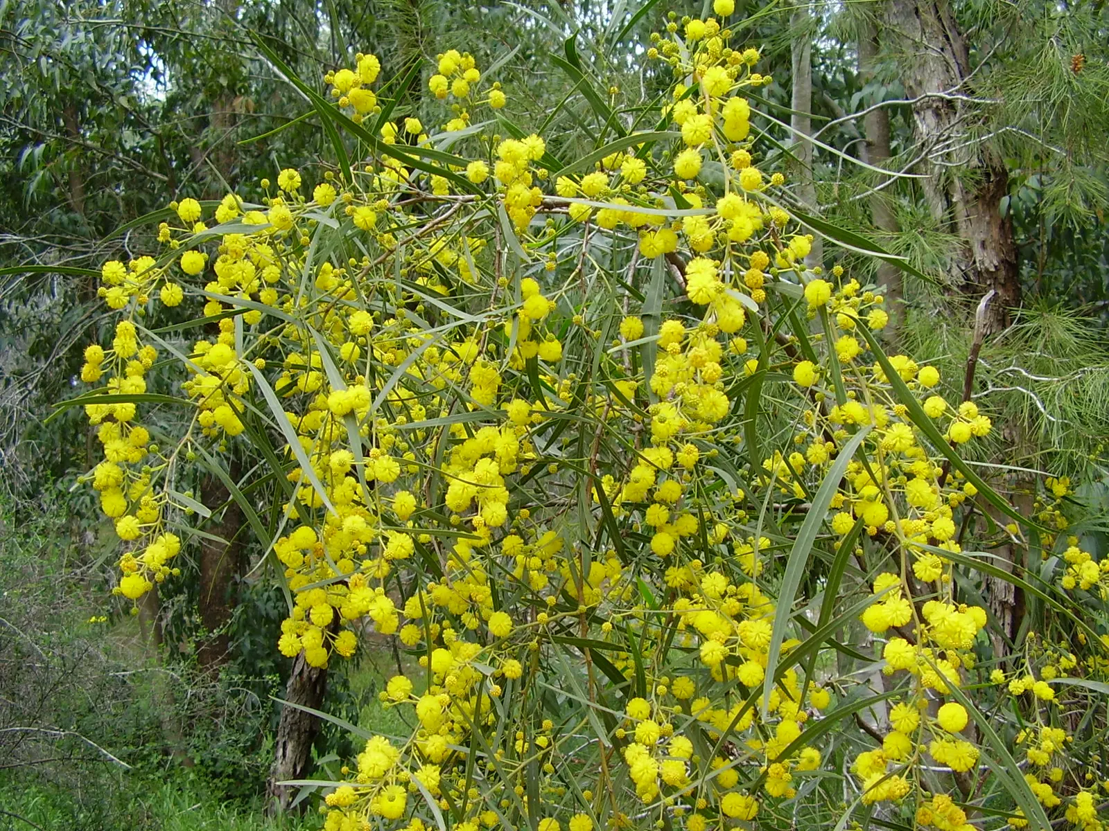 Blue-Leaf Wattle, Weeping Wattle (Acacia Saligna) — Native to Australia, this resilient species thrives in USDA hardiness zones 9 through 11