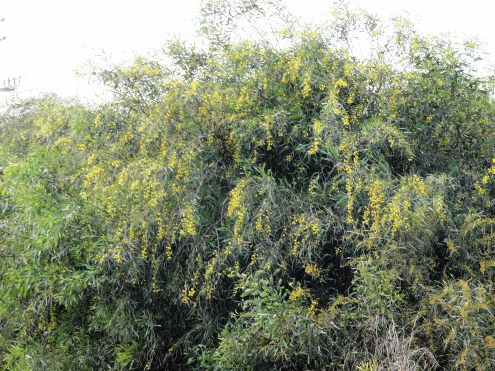 Blue-Leaf Wattle, Weeping Wattle (Acacia Saligna) — Being somewhat salt-tolerant