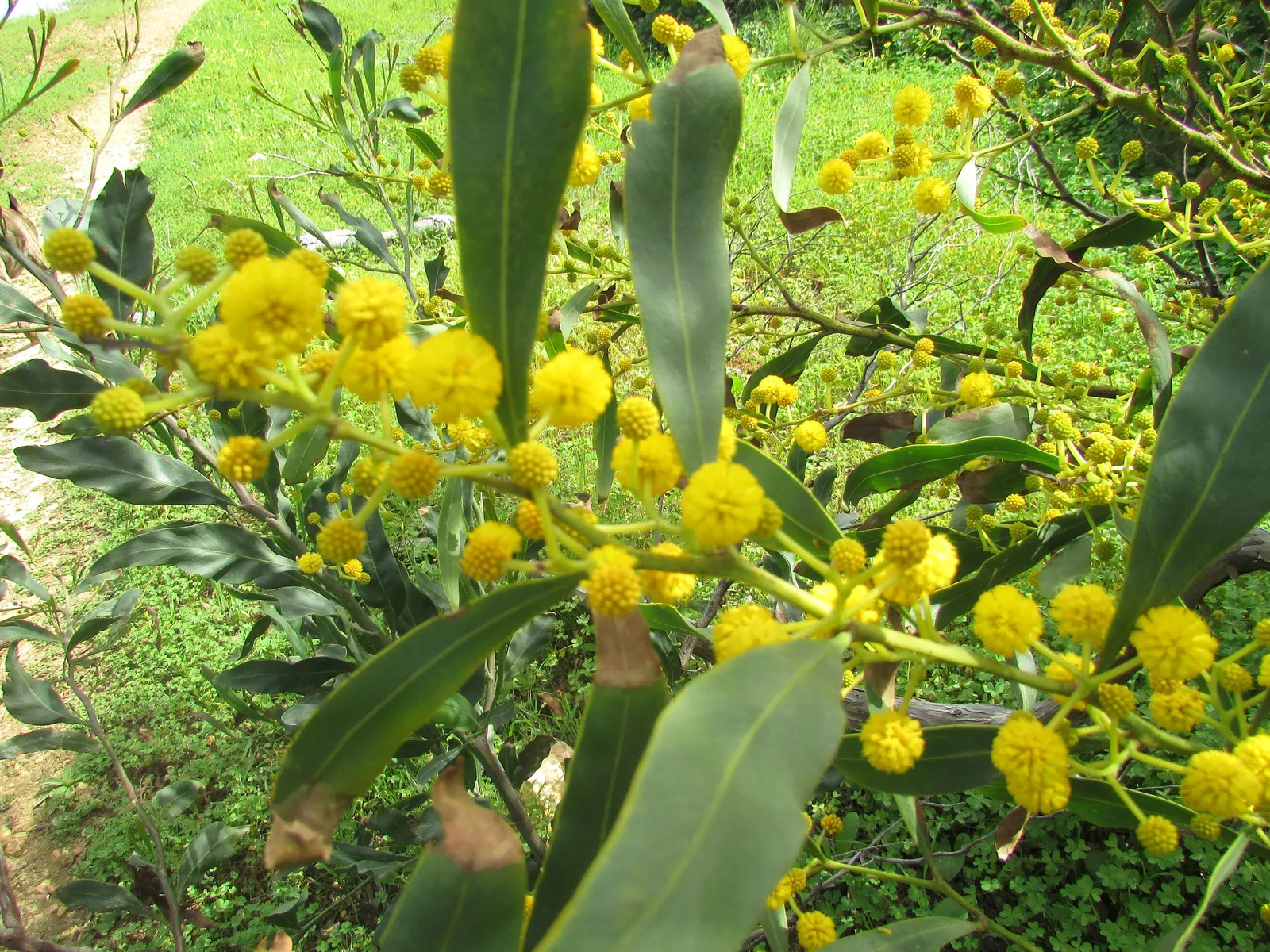 Blue-Leaf Wattle, Weeping Wattle (Acacia Saligna) — with a nearly equal spread