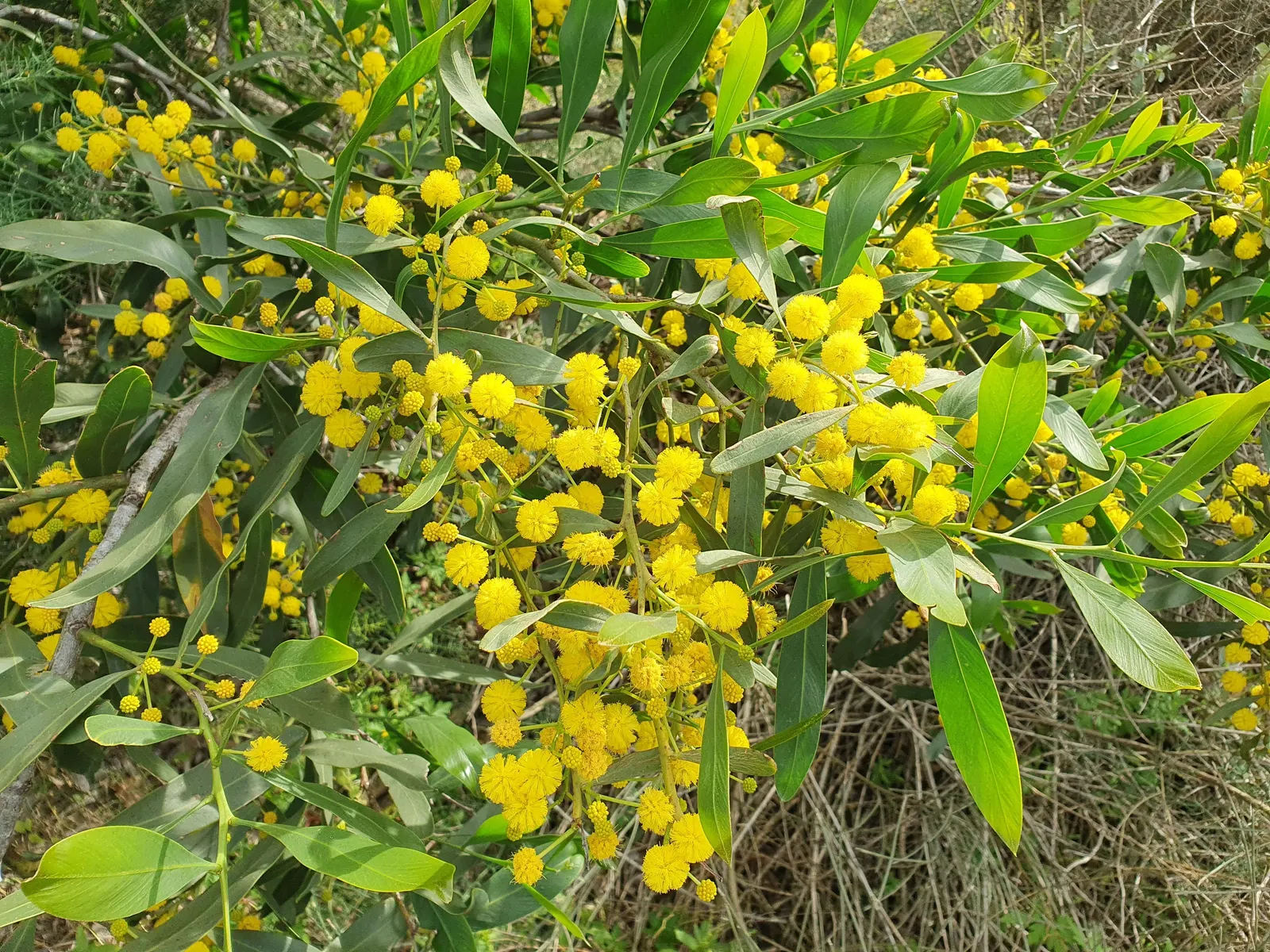 Blue-Leaf Wattle, Weeping Wattle (Acacia Saligna) — Acacia saligna grows rapidly and its dense foliage forms an excellent screen
