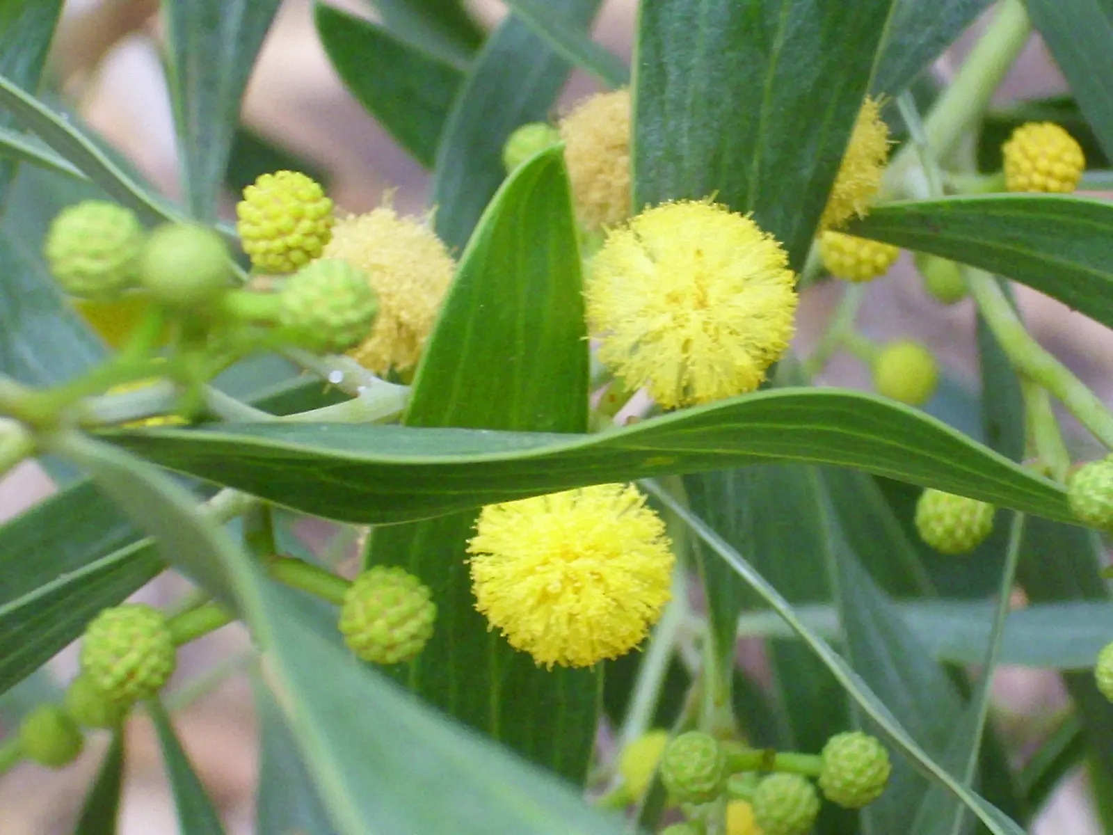 Blue-Leaf Wattle, Weeping Wattle (Acacia Saligna) — Blue-Leaf Wattle typically reaches heights of 10 to 20 feet; it's a suitable candidate for coastal