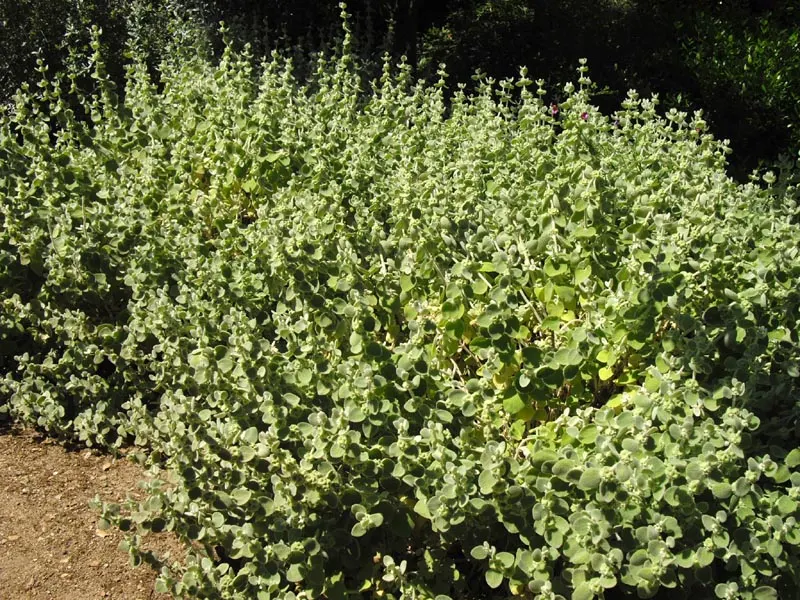 False Dittany (Ballota pseudodictamnus) — it typically reaches a height of 2 to 3 feet and spreads equally wide to about 3 feet