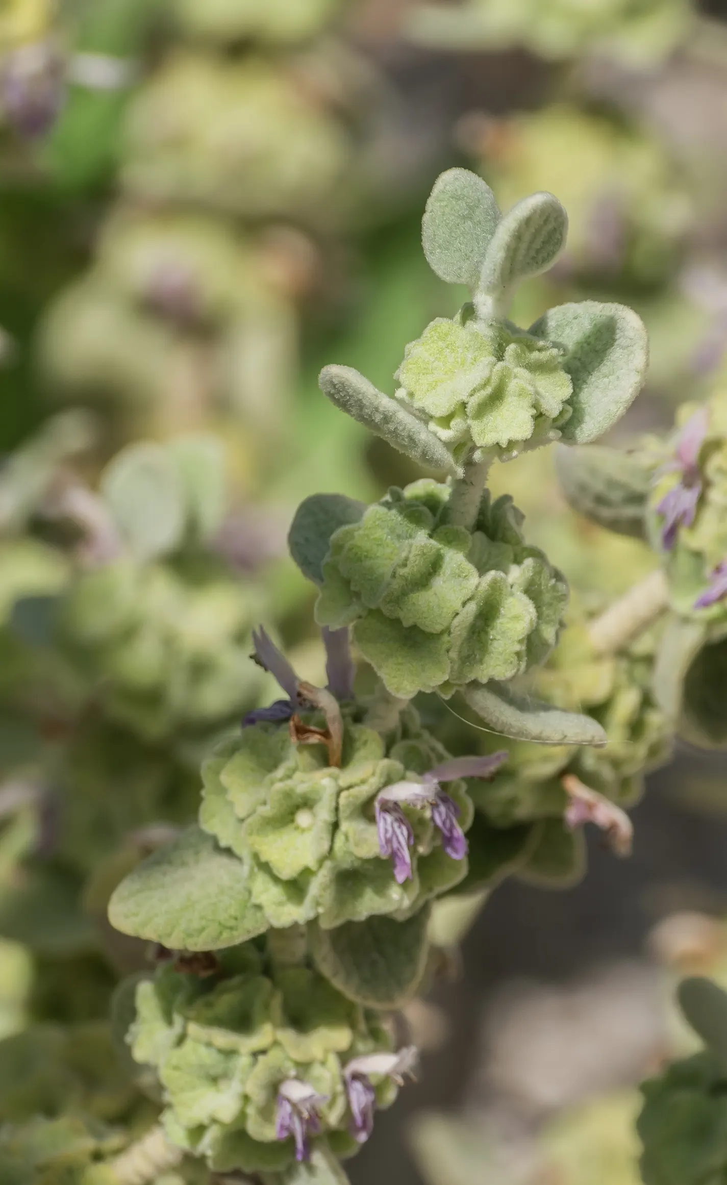 False Dittany (Ballota pseudodictamnus) — include Ballota pseudodictamnus for its texture