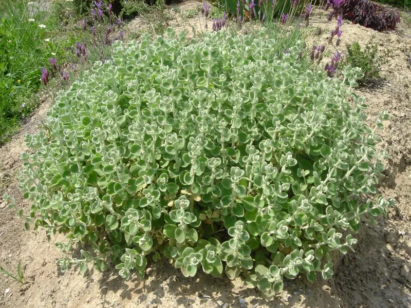 False Dittany (Ballota pseudodictamnus) — scientifically known as Ballota pseudodictamnus
