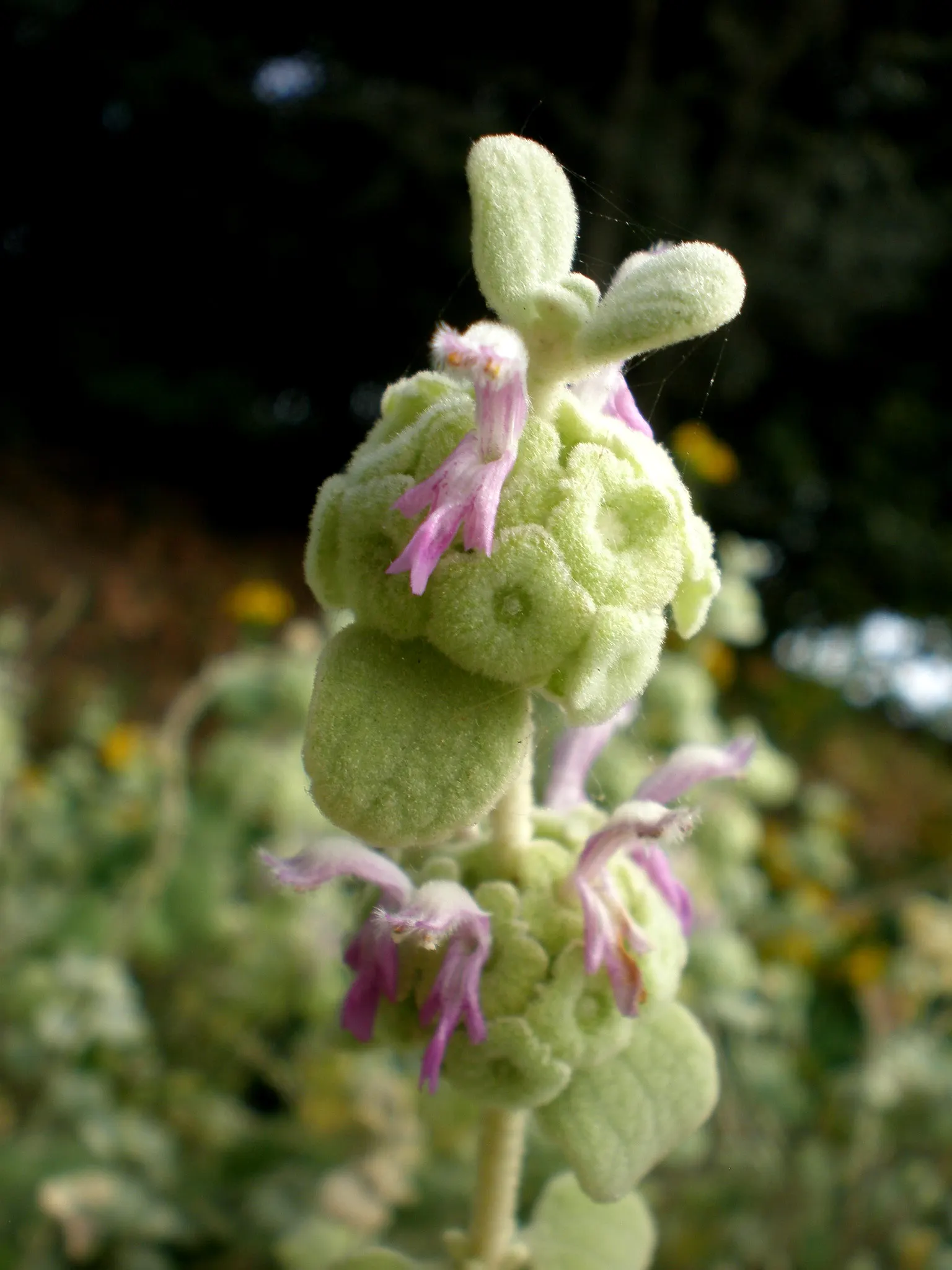 False Dittany (Ballota pseudodictamnus) — commonly known as Grecian Horehound
