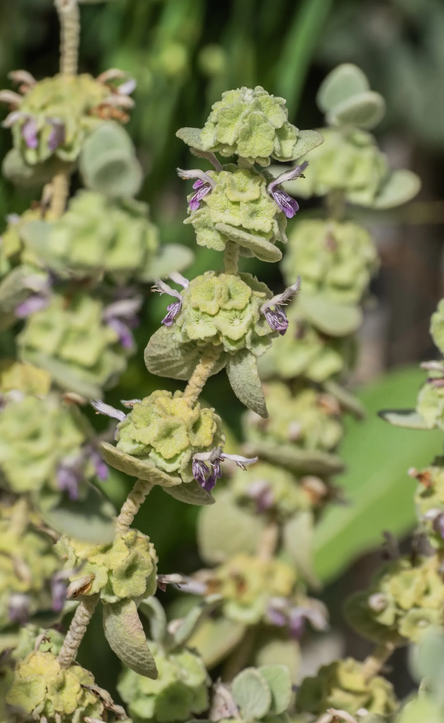 False Dittany (Ballota pseudodictamnus) — making it a practical choice for gardens in rural settings.<br><br>When designing a landscape