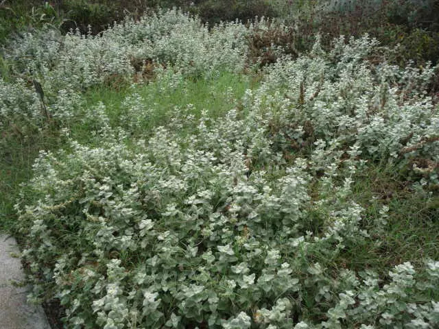 False Dittany (Ballota pseudodictamnus) — The foliage possesses a soft sage-green to gray-green hue
