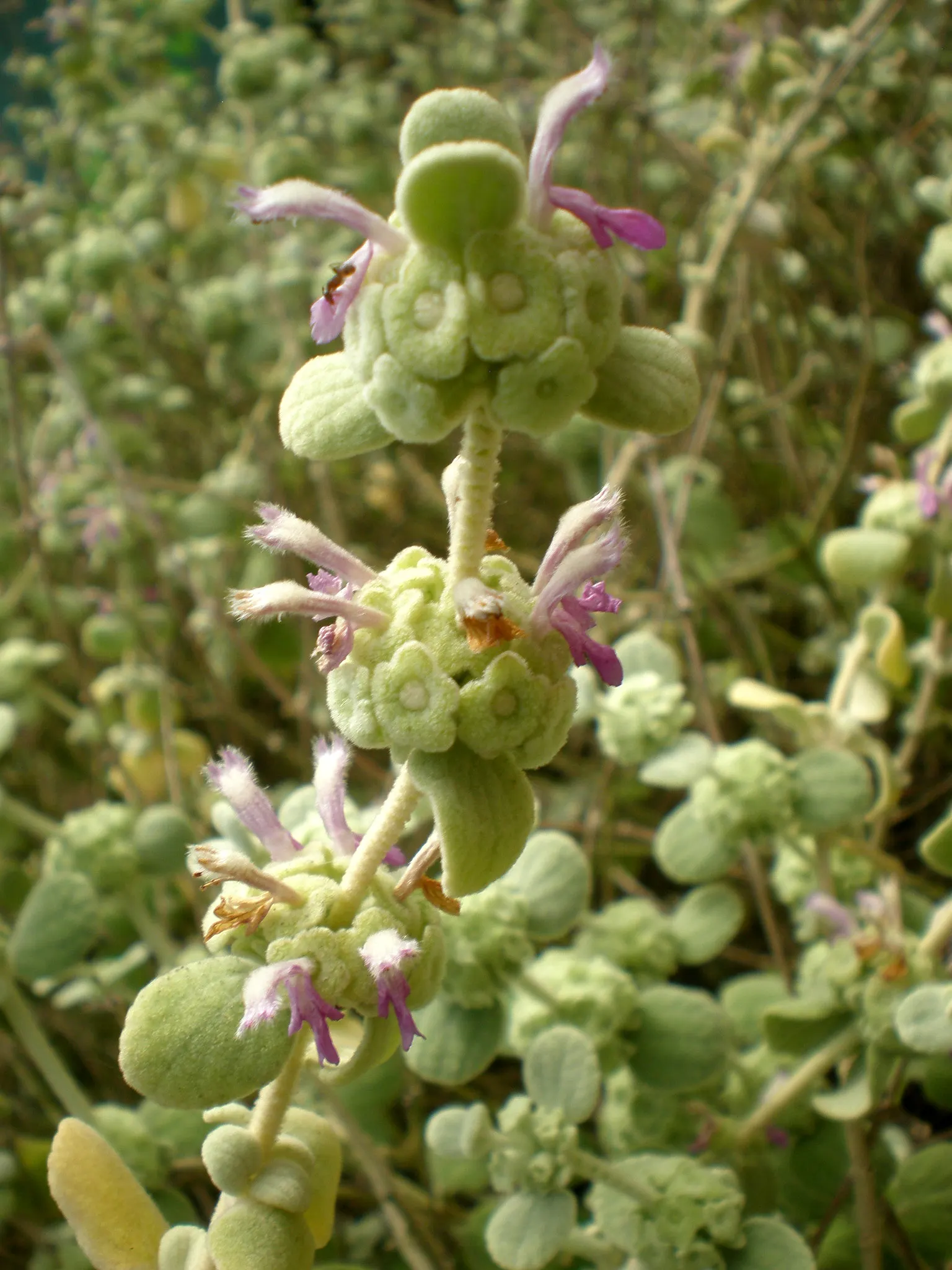 False Dittany (Ballota pseudodictamnus) — this Mediterranean native thrives in well-drained soil and full sun to part shade