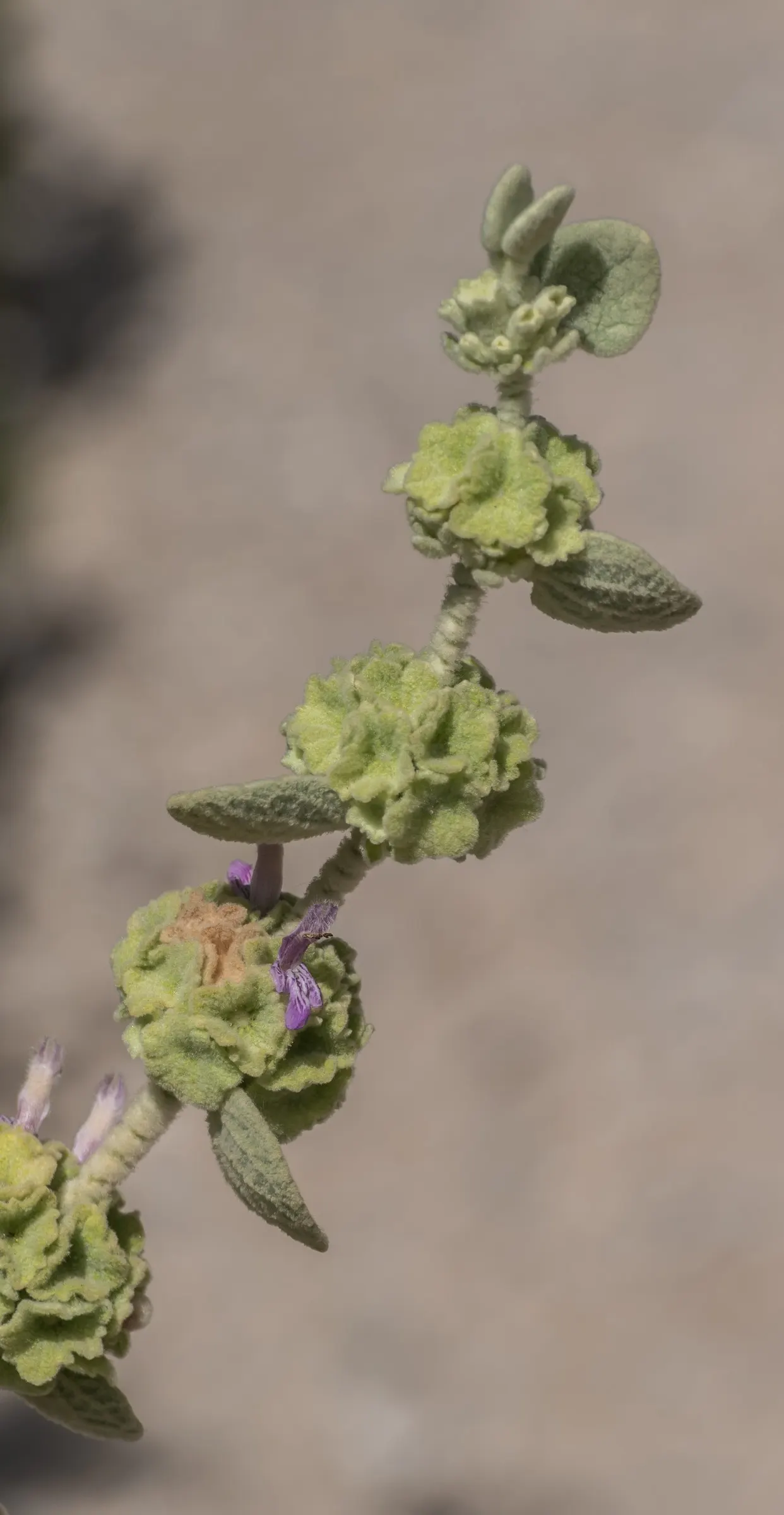 False Dittany (Ballota pseudodictamnus) — Its aromatic foliage can help deter deer