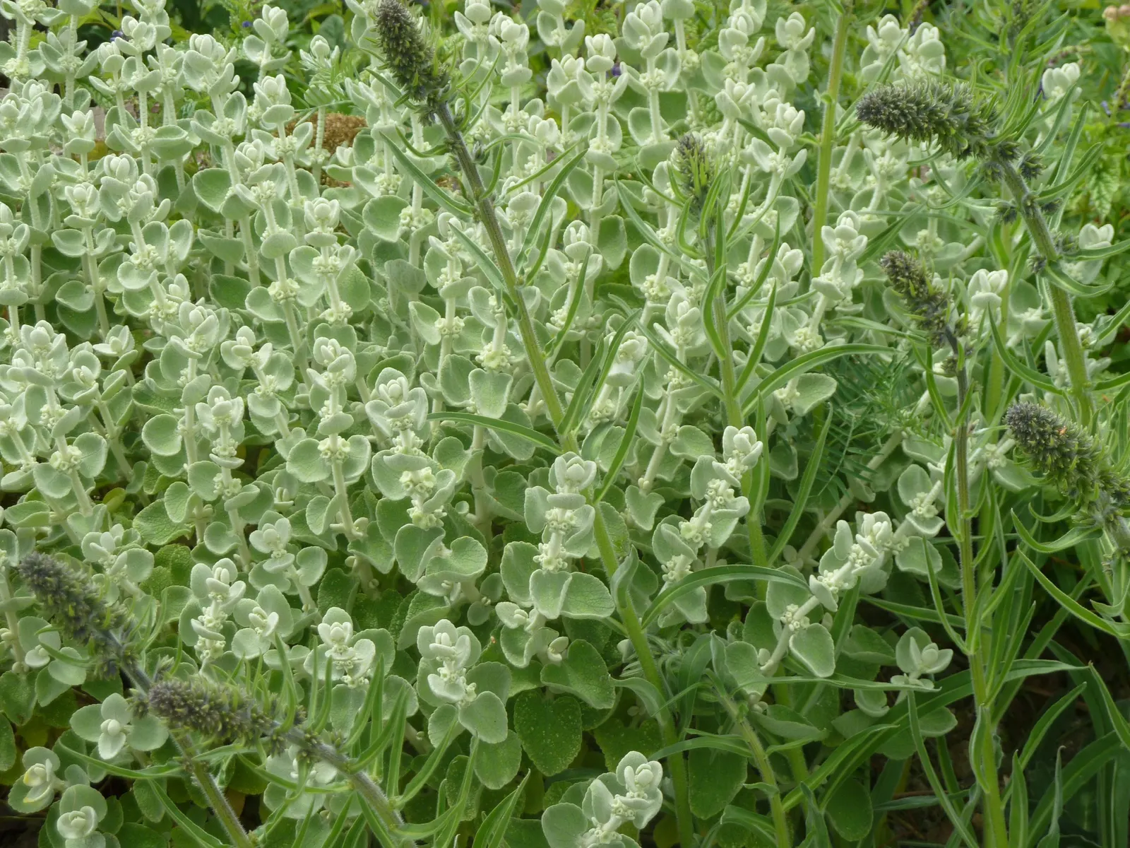 False Dittany (Ballota pseudodictamnus) — This plant prefers full sun to part shade, making it versatile for a variety of garden locations