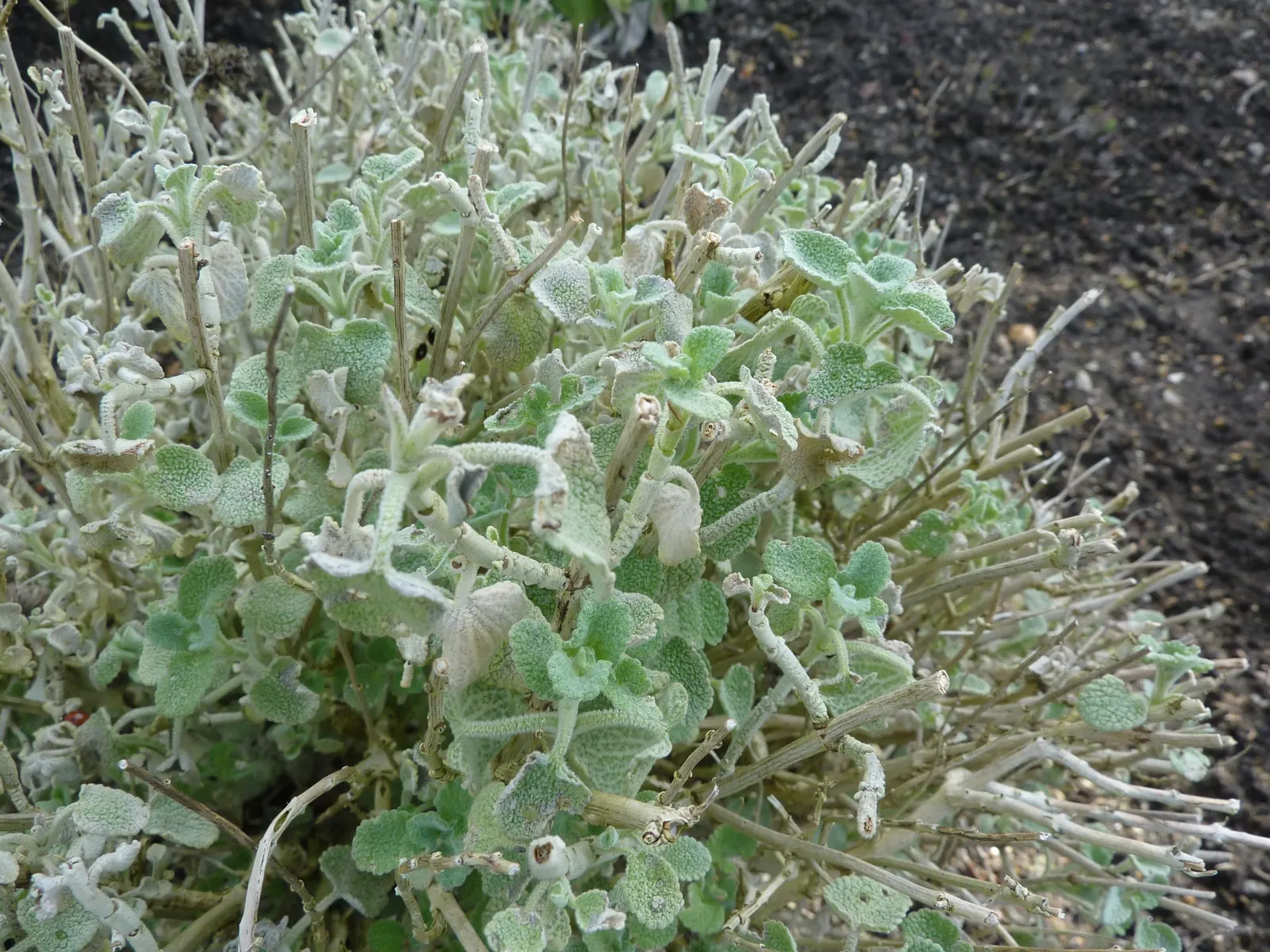 False Dittany (Ballota pseudodictamnus) — These are nestled within the leaf axils and are beloved by bees and butterflies