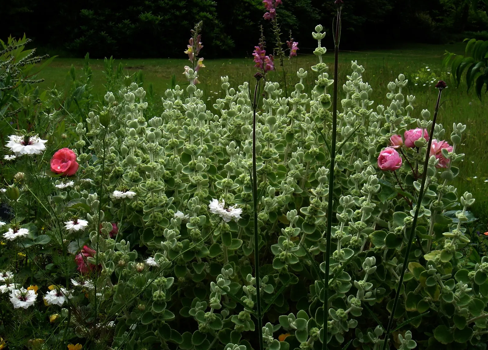 False Dittany (Ballota pseudodictamnus) — thriving in well-drained soil and tolerating drought once established