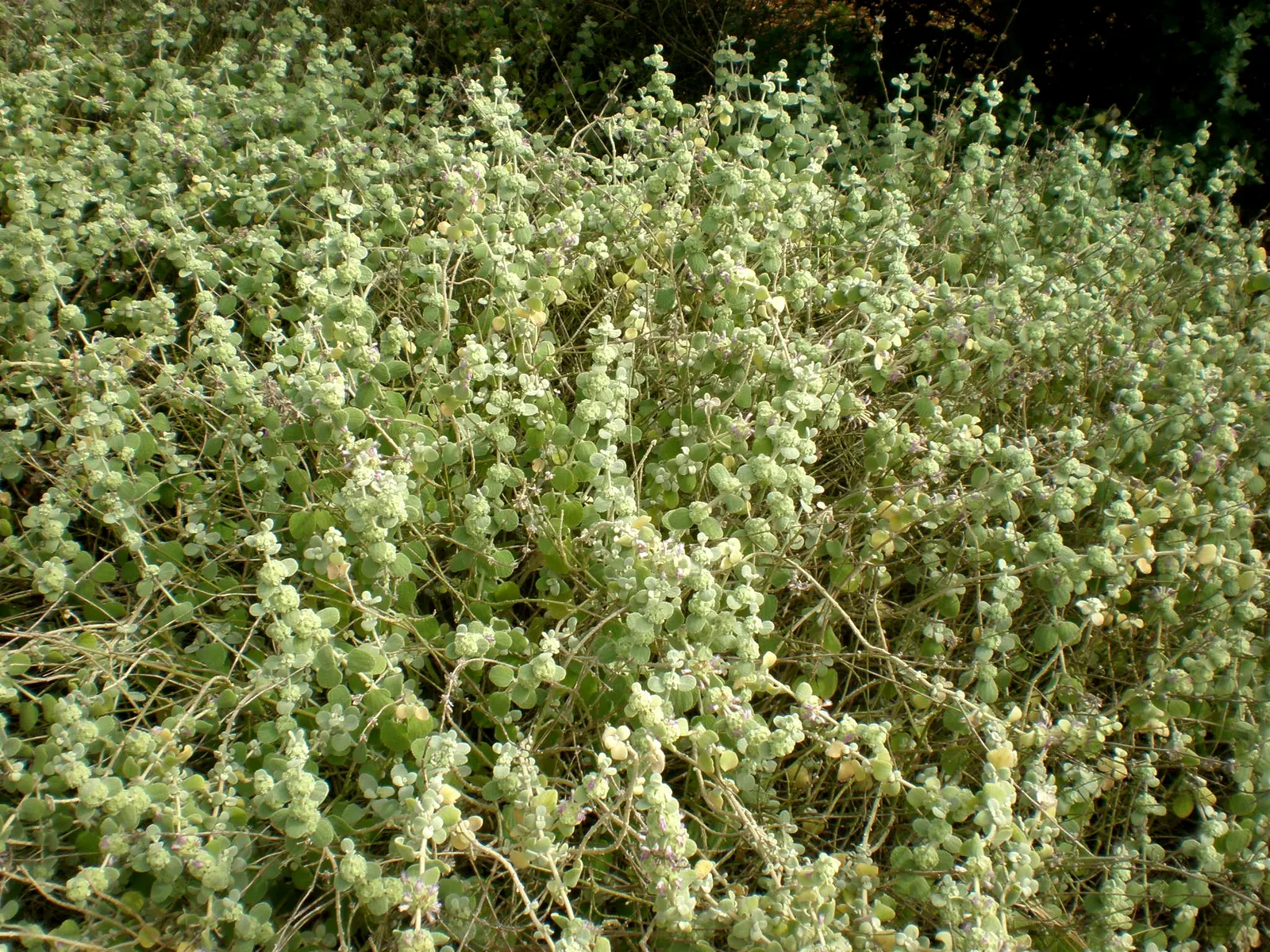 False Dittany (Ballota pseudodictamnus) — it's drought-tolerant once established and adds textural contrast to borders and rock gardens