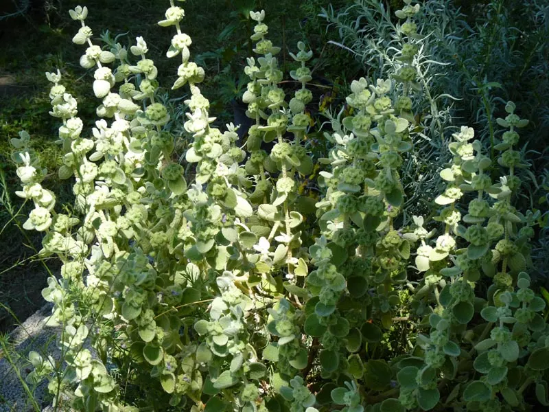 False Dittany (Ballota pseudodictamnus) — lilac to pale pink flowers that add a delicate splash of color