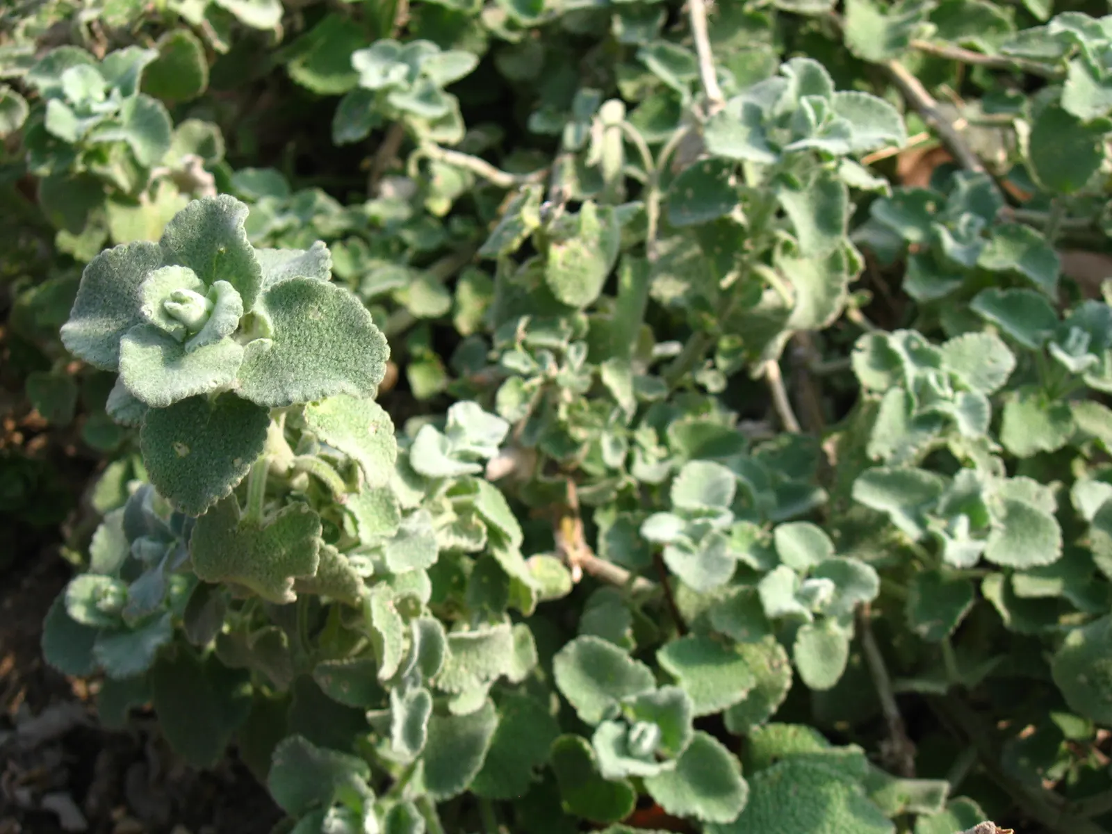False Dittany (Ballota pseudodictamnus) — creating a dense display of heart-shaped