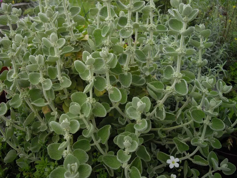 False Dittany (Ballota pseudodictamnus) — evergreen subshrub well-suited for temperate gardens