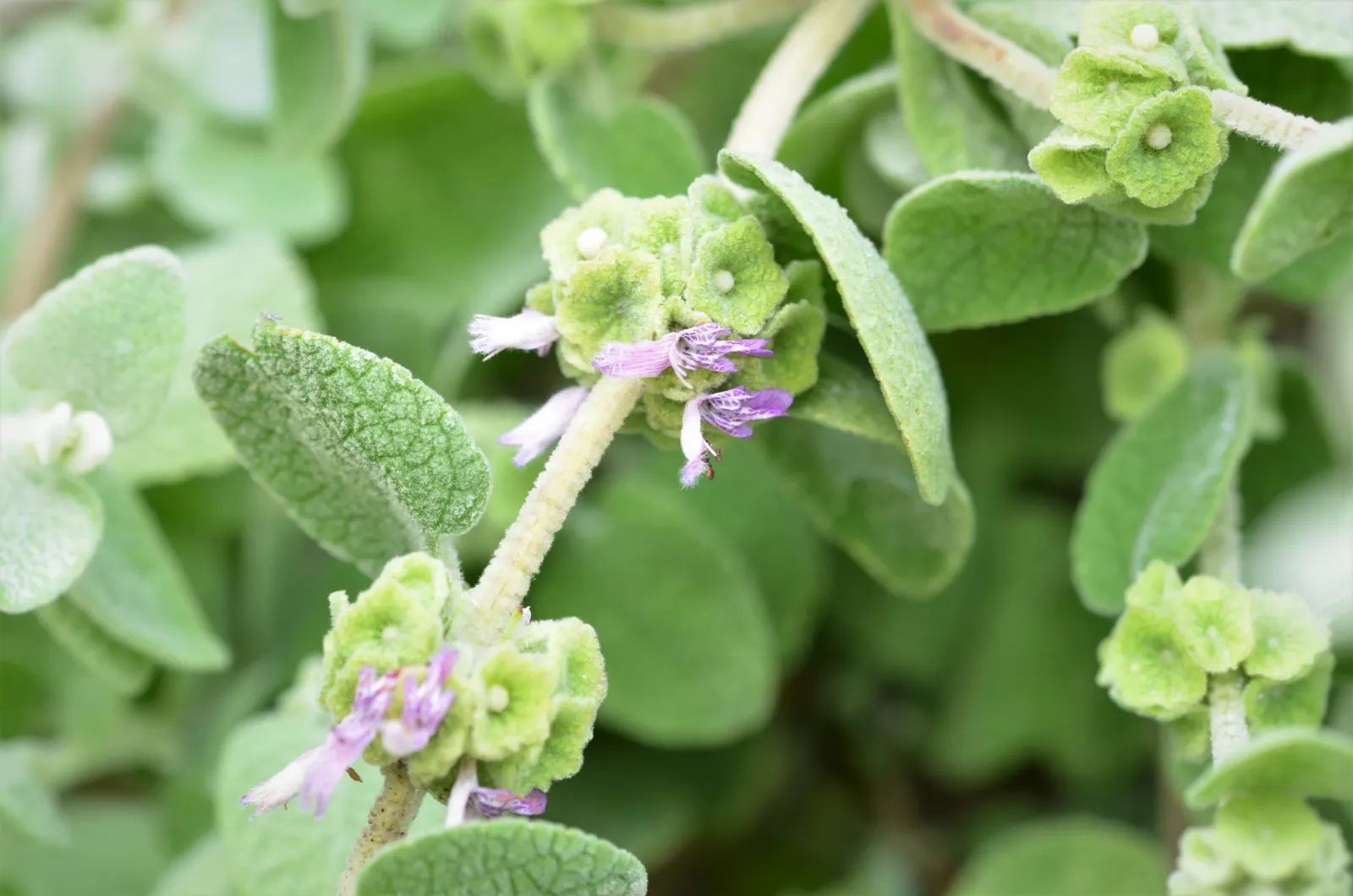 False Dittany (Ballota pseudodictamnus) — Its small, insignificant pale pink flowers attract bees