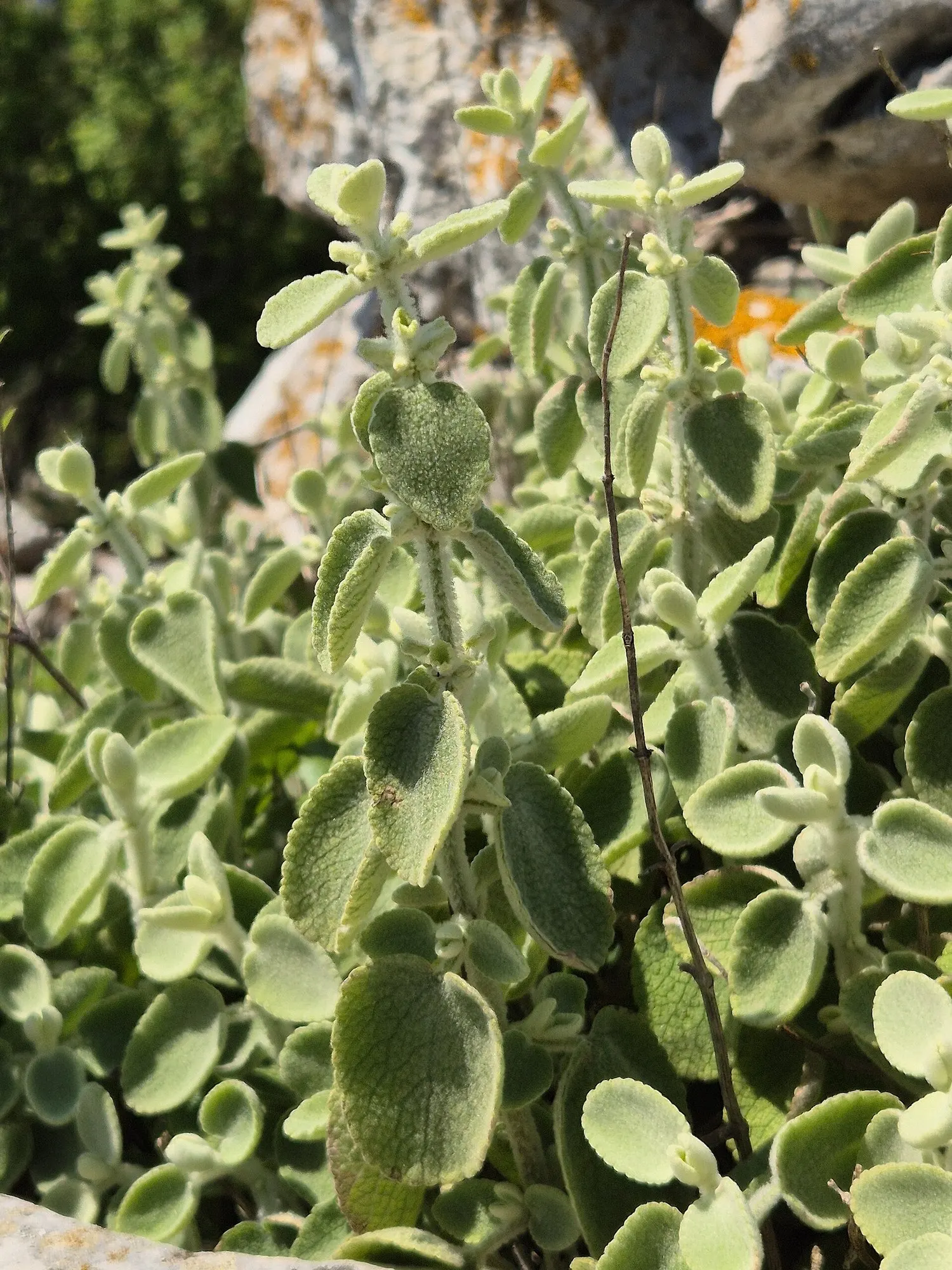 False Dittany (Ballota pseudodictamnus) — evergreen subshrub well-suited for temperate gardens; its small, insignificant pale pink flowers attract bees