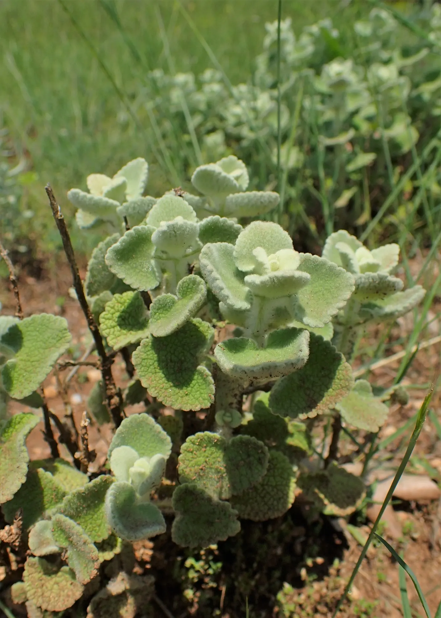 False Dittany (Ballota pseudodictamnus) — creating a dense display of heart-shaped; and its low-maintenance nature
