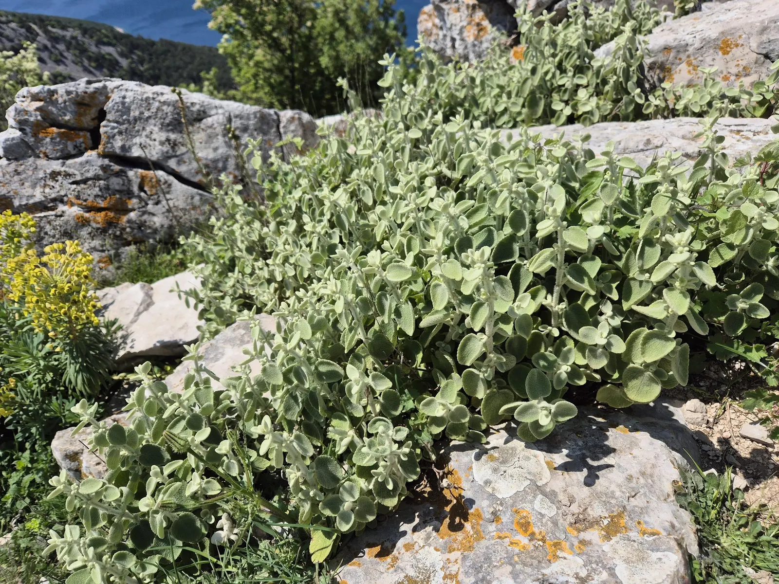 False Dittany (Ballota pseudodictamnus) — it's drought-tolerant once established and adds textural contrast to borders and rock gardens; lilac to pale pink