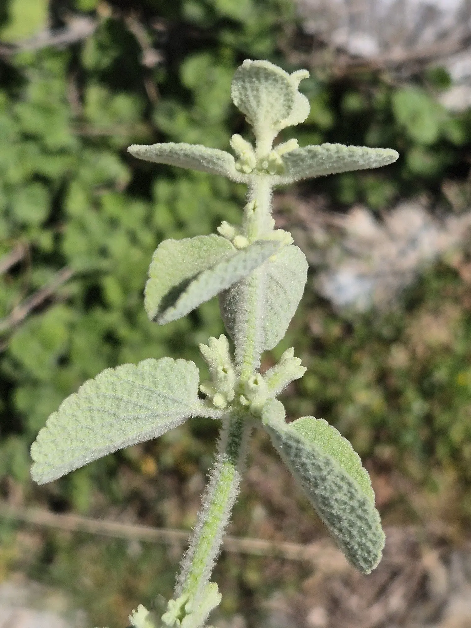 False Dittany (Ballota pseudodictamnus) — this Mediterranean native thrives in well-drained soil and full sun to part shade; and its low-maintenance nature