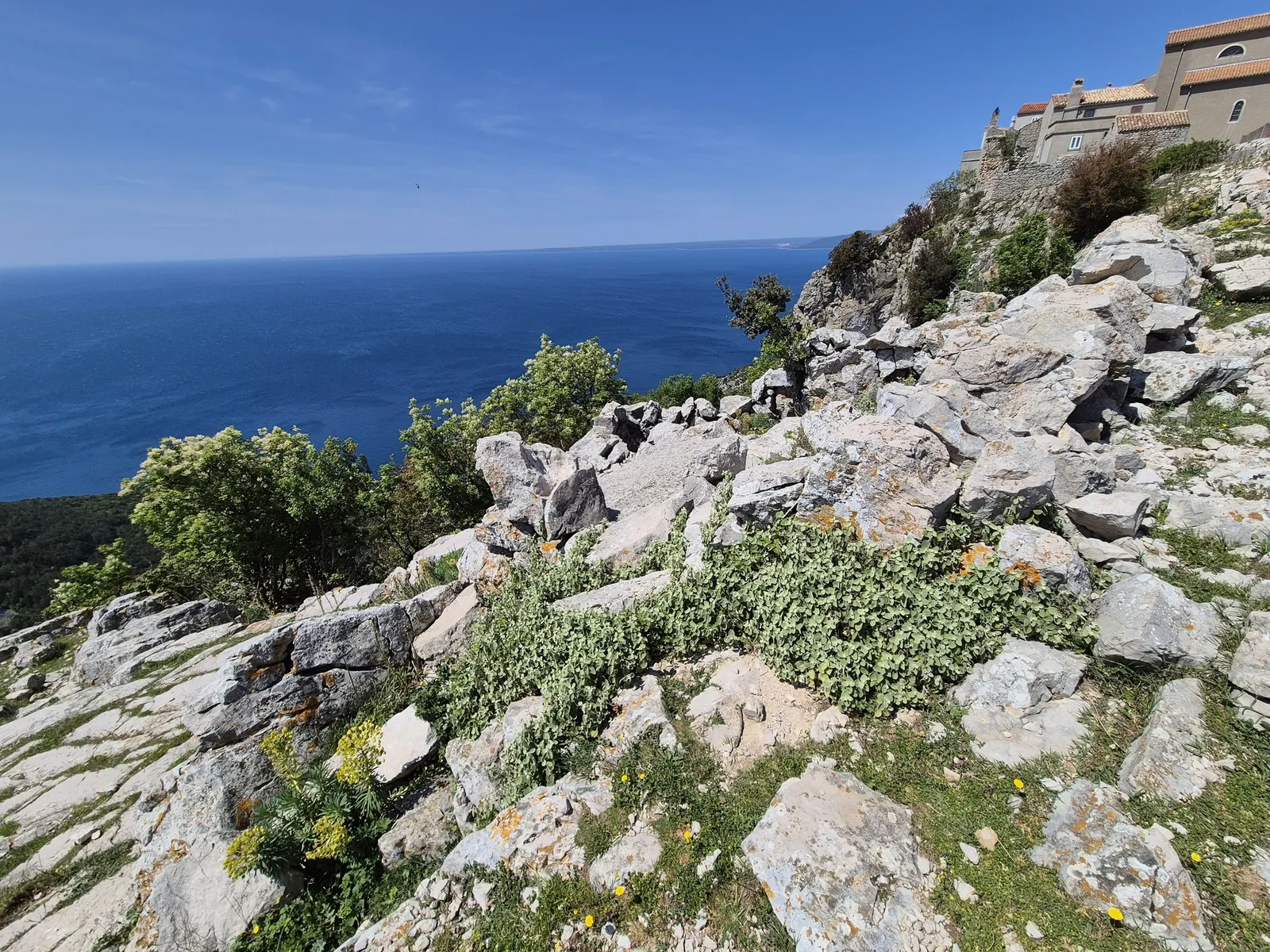 False Dittany (Ballota pseudodictamnus) — shrub with white blooms