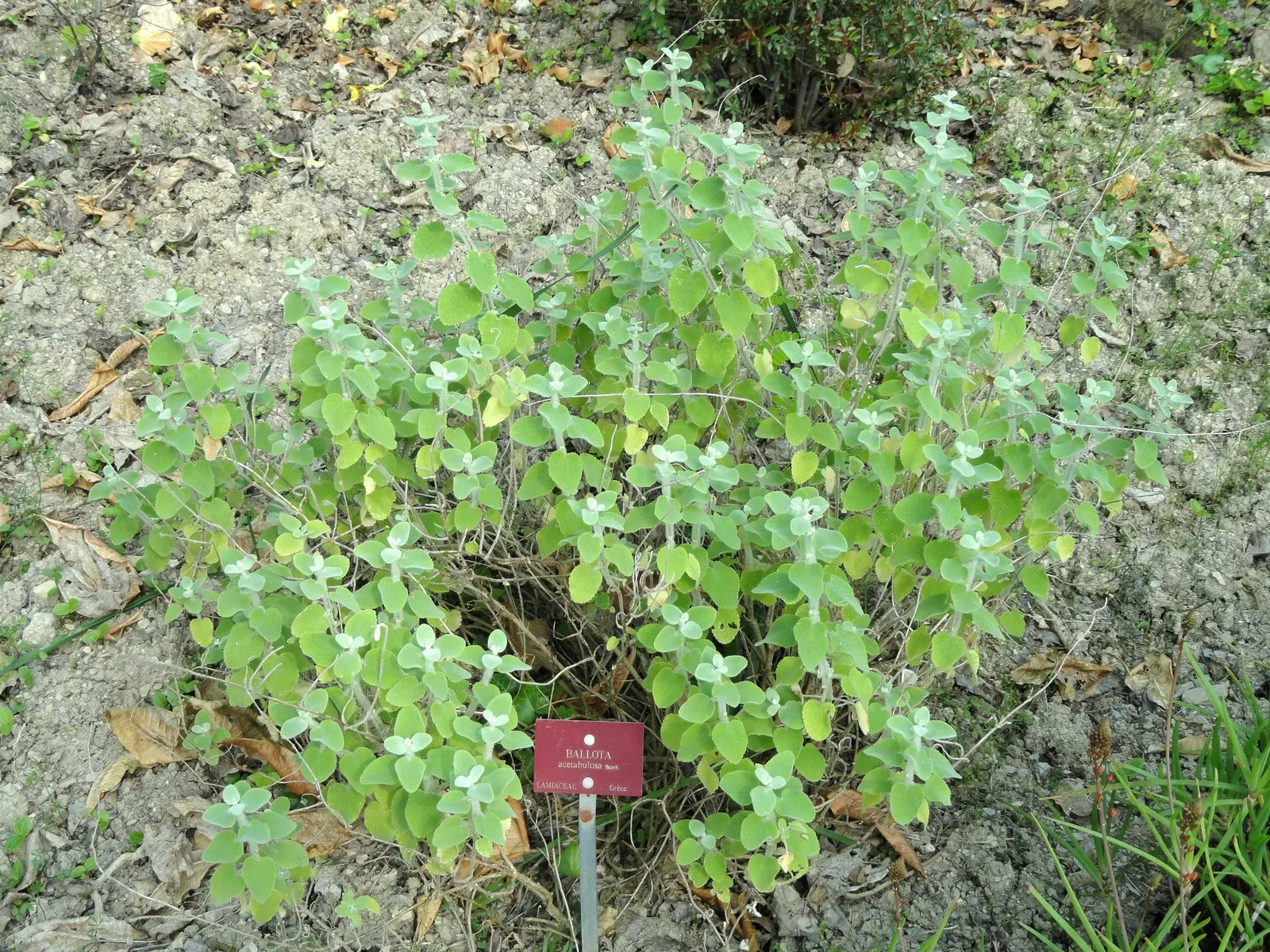 False Dittany (Ballota pseudodictamnus) — These are nestled within the leaf axils and are beloved by bees and butterflies; and its low-maintenance nature