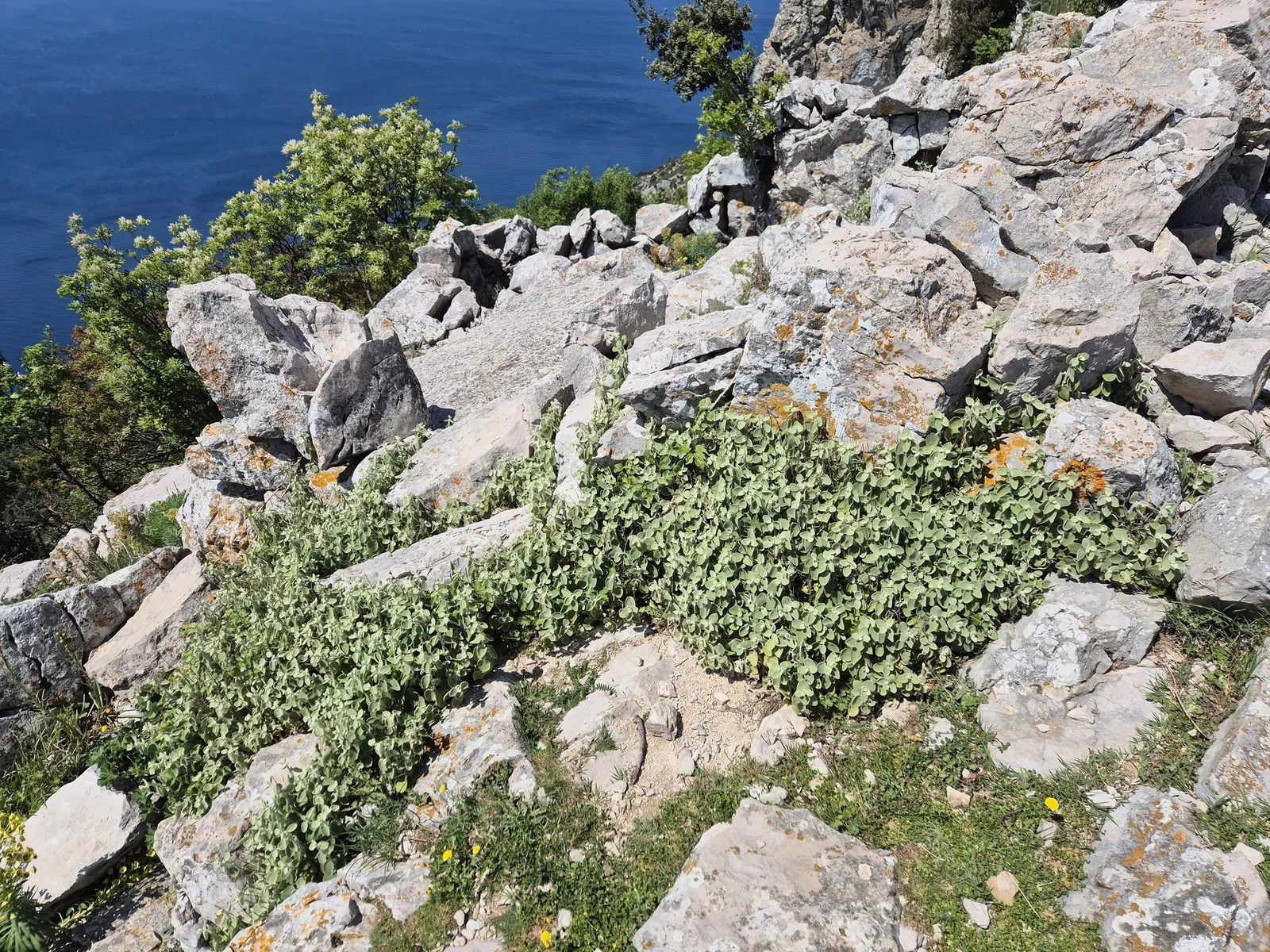 False Dittany (Ballota pseudodictamnus) — Its small, insignificant pale pink flowers attract bees, image 25