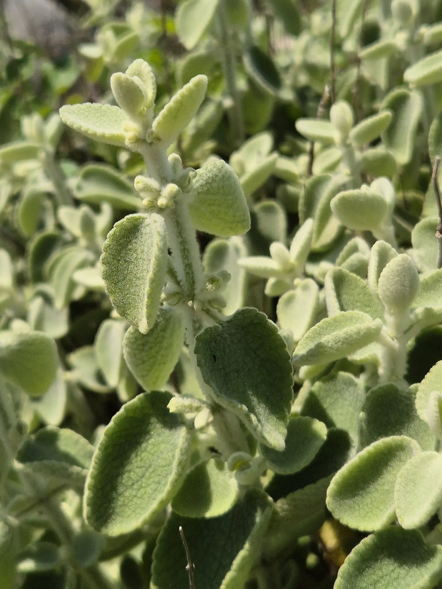 False Dittany (Ballota pseudodictamnus) — it typically reaches a height of 2 to 3 feet and spreads equally wide to about 3 feet; lilac to pale pink flowers