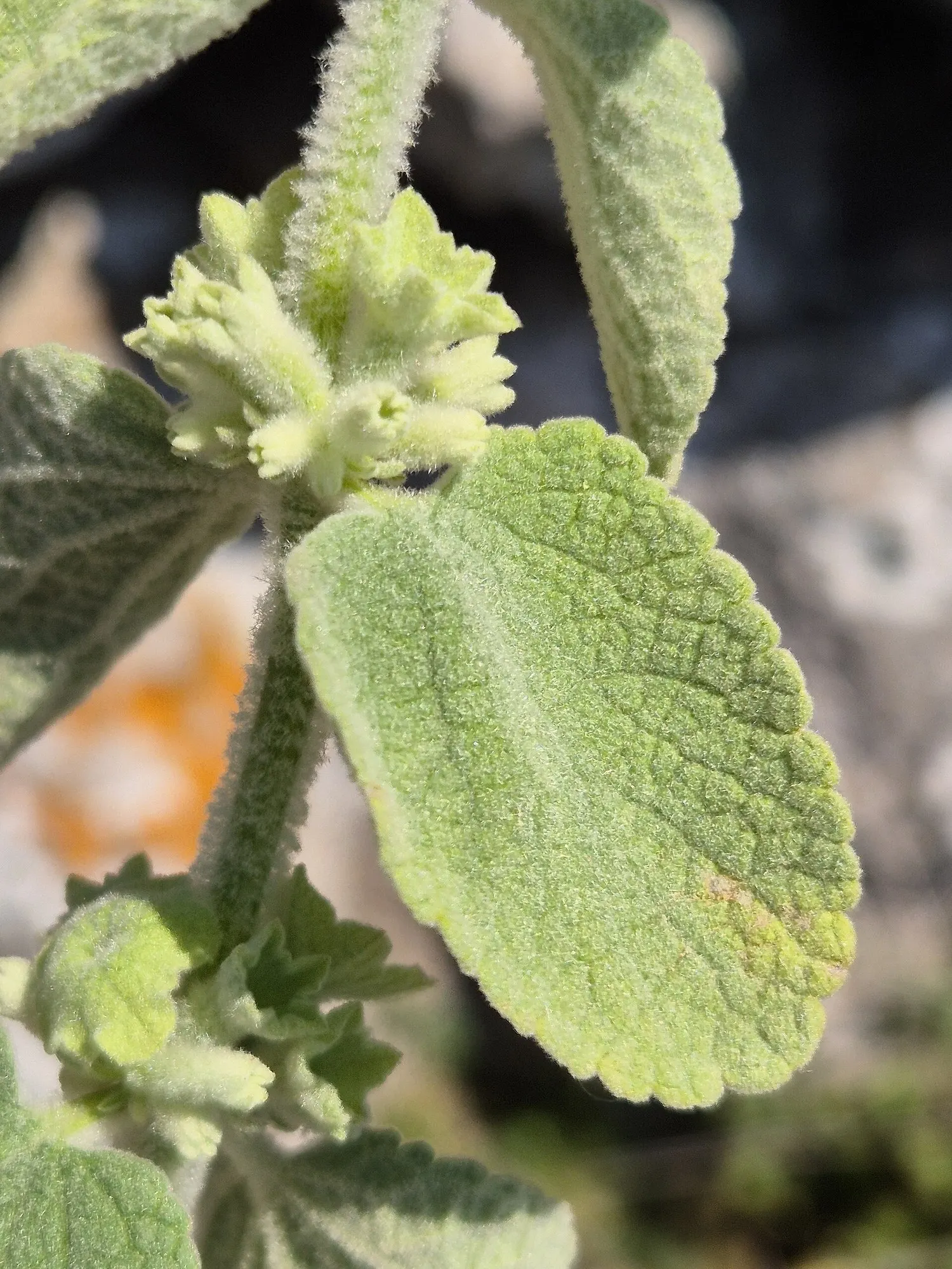 False Dittany (Ballota pseudodictamnus) — commonly known as Grecian Horehound; its small, insignificant pale pink flowers attract bees