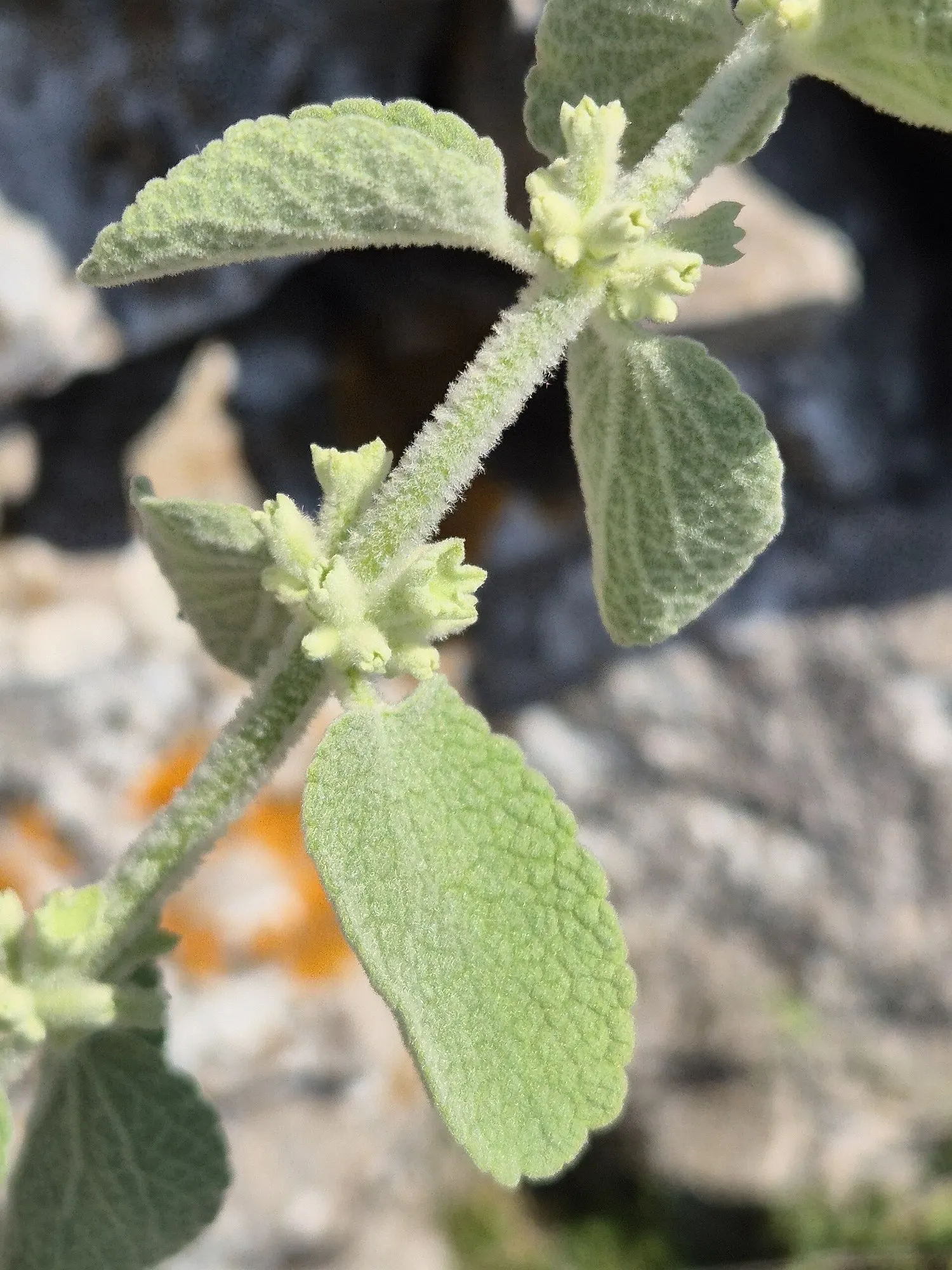 False Dittany (Ballota pseudodictamnus) — and its low-maintenance nature