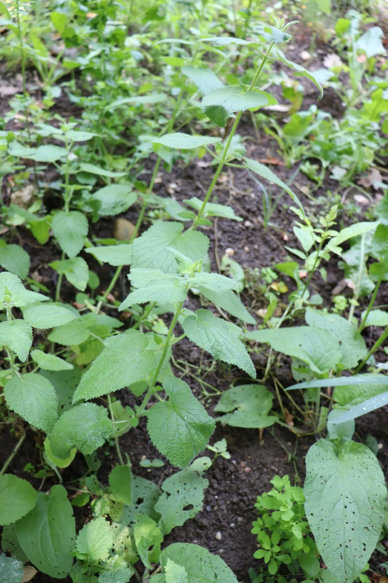False Dittany (Ballota pseudodictamnus) — This plant prefers full sun to part shade, making it versatile for a variety of garden locations; lilac to pale pink
