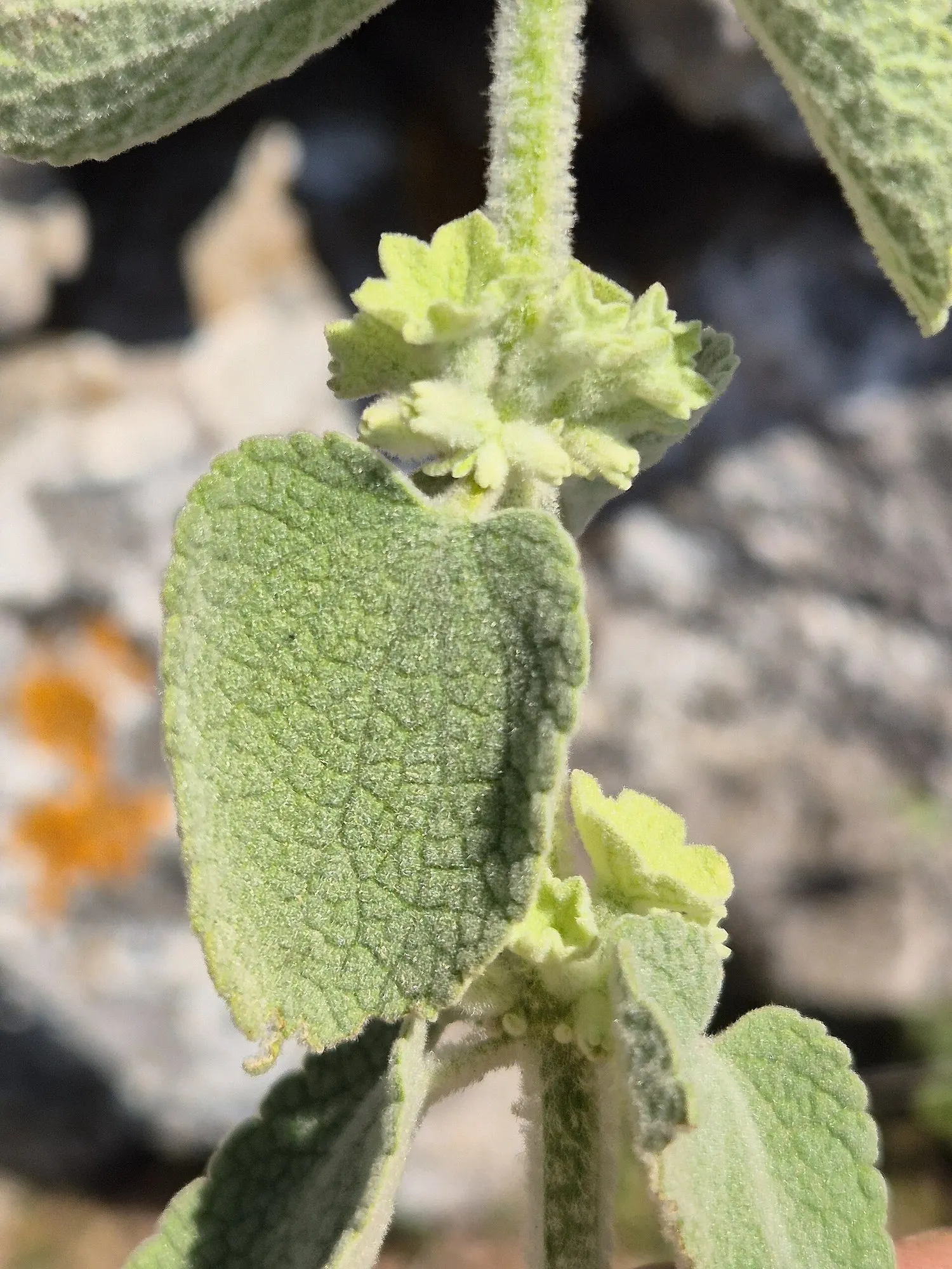 False Dittany (Ballota pseudodictamnus) — white flowers in the garden