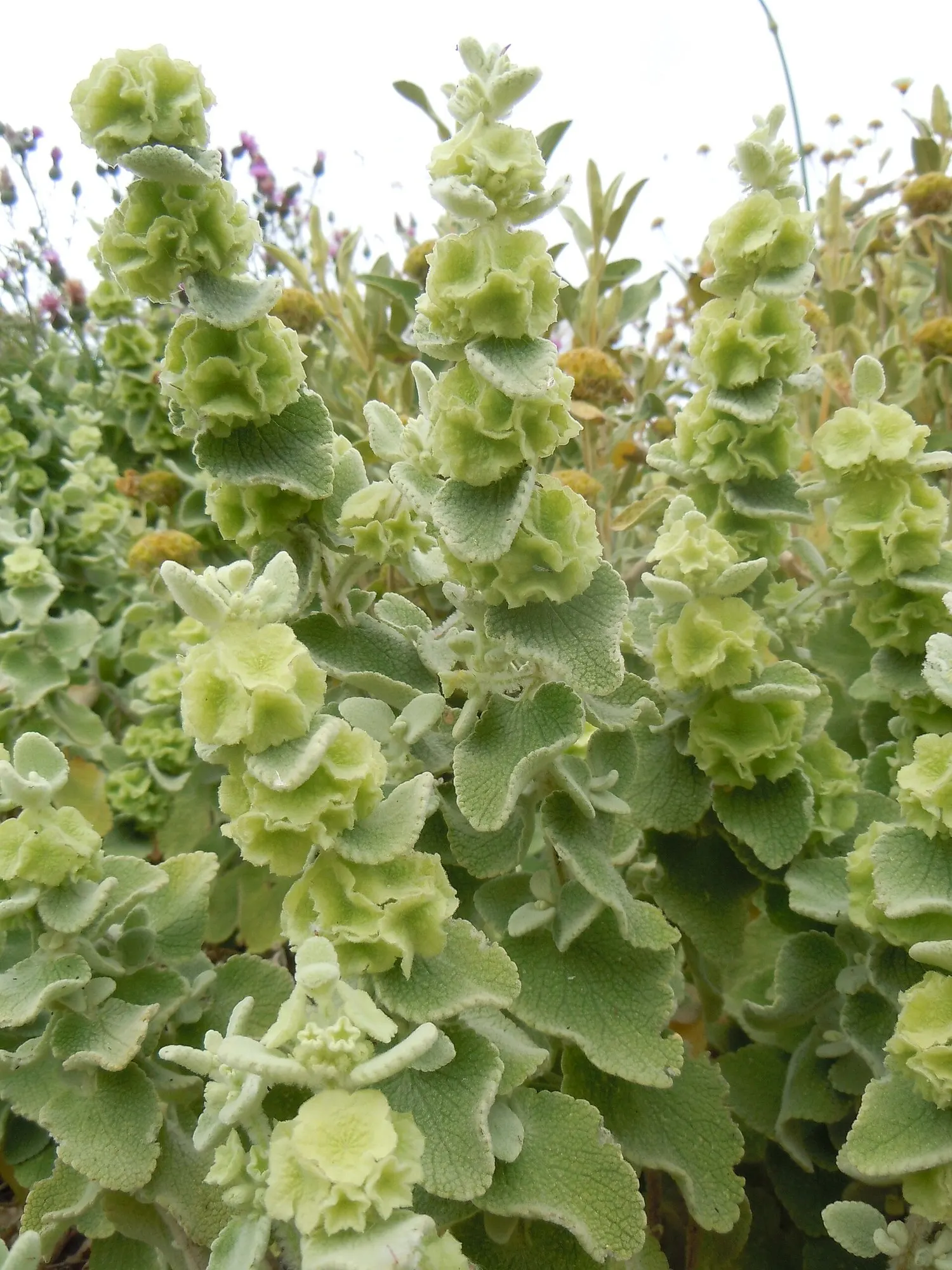 False Dittany (Ballota pseudodictamnus) — thriving in well-drained soil and tolerating drought once established; its small, insignificant pale pink flowers