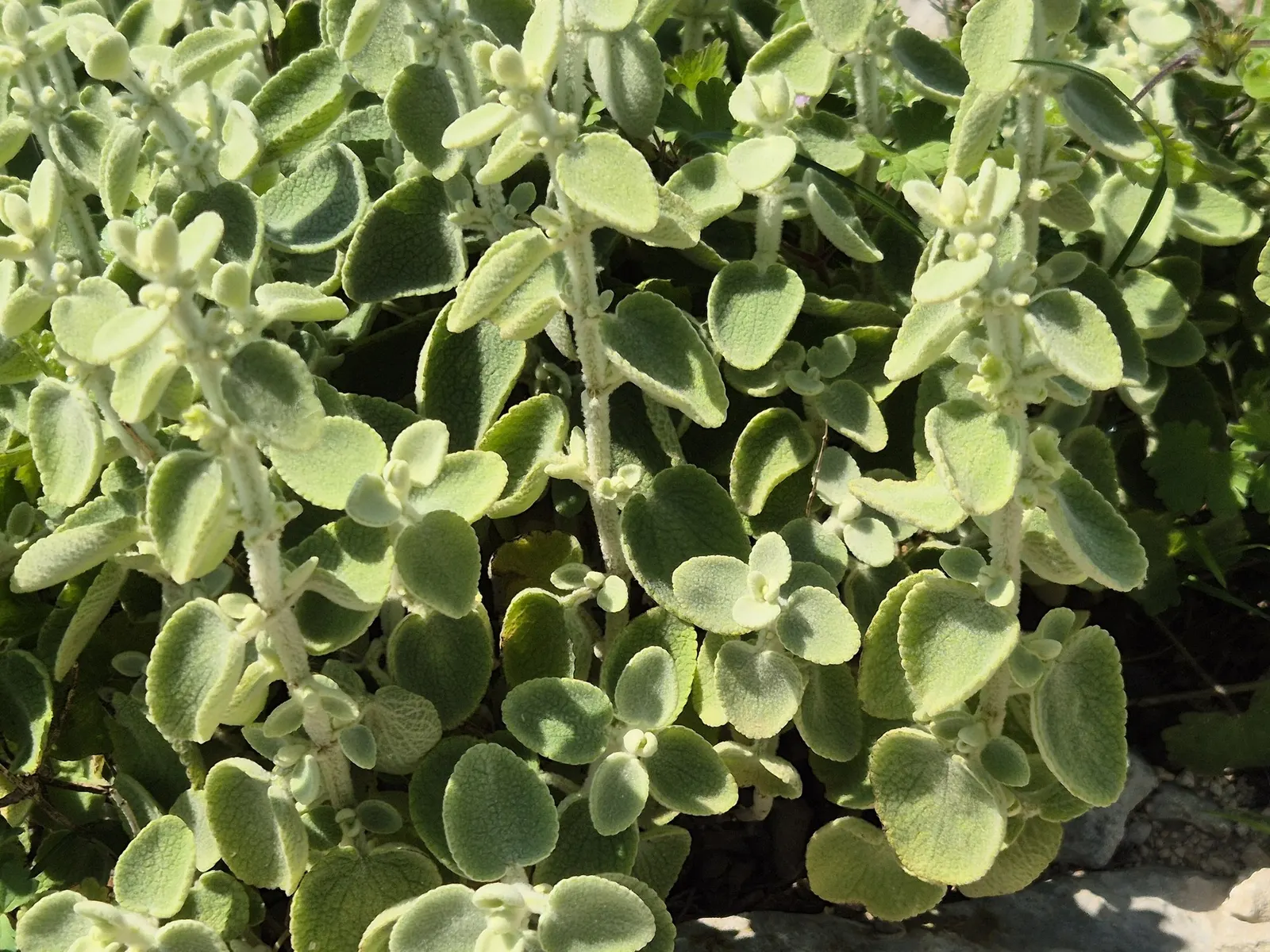 False Dittany (Ballota pseudodictamnus) — scientifically known as Ballota pseudodictamnus; and its low-maintenance nature