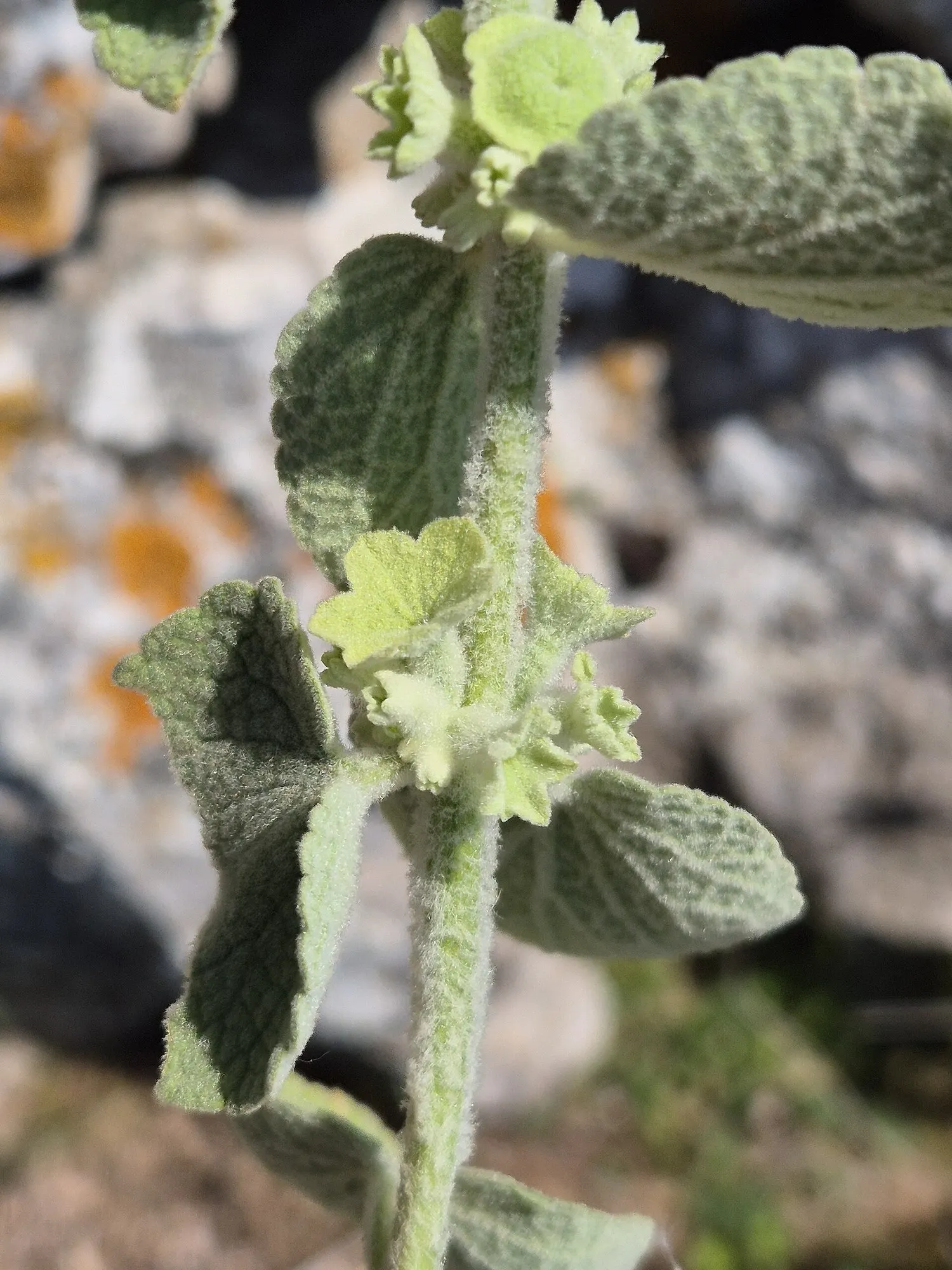 False Dittany (Ballota pseudodictamnus) — shrub for full