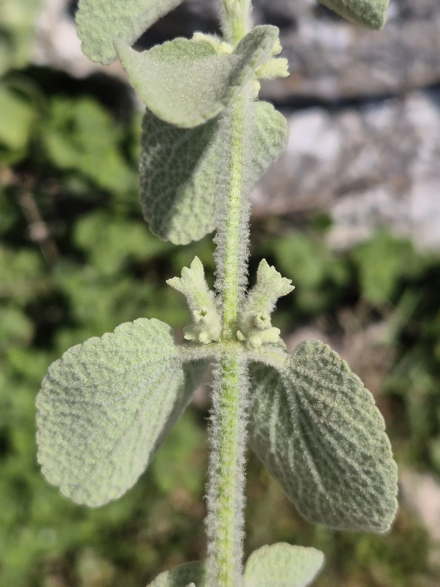 False Dittany (Ballota pseudodictamnus) — Growing to about 24 inches tall and wide; lilac to pale pink flowers that add a delicate splash of color