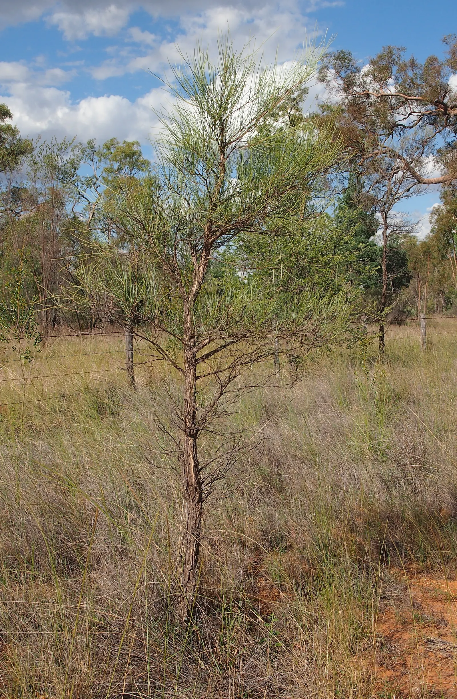 Desert Oak (Acacia Coriaceae) — Characterized by leathery
