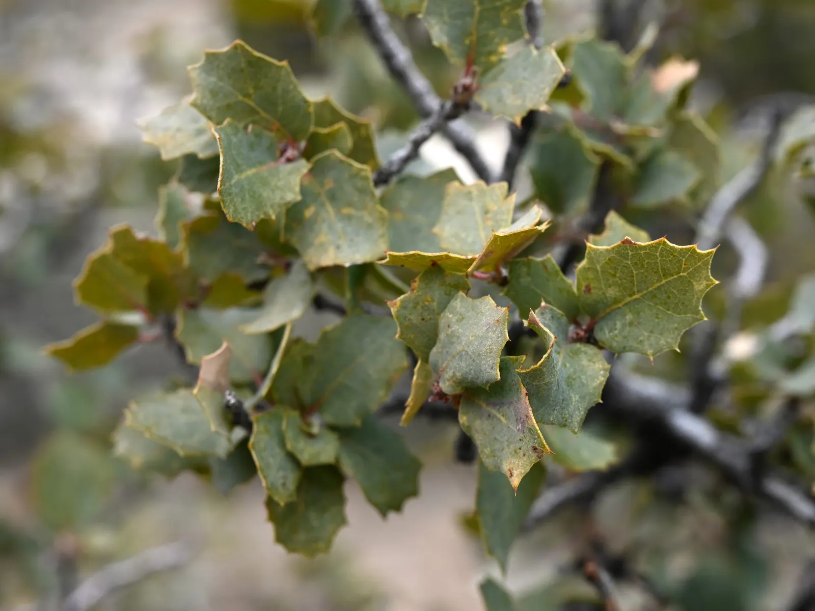 Desert Oak (Acacia Coriaceae) — is an enduring Australian native tree that thrives in arid conditions