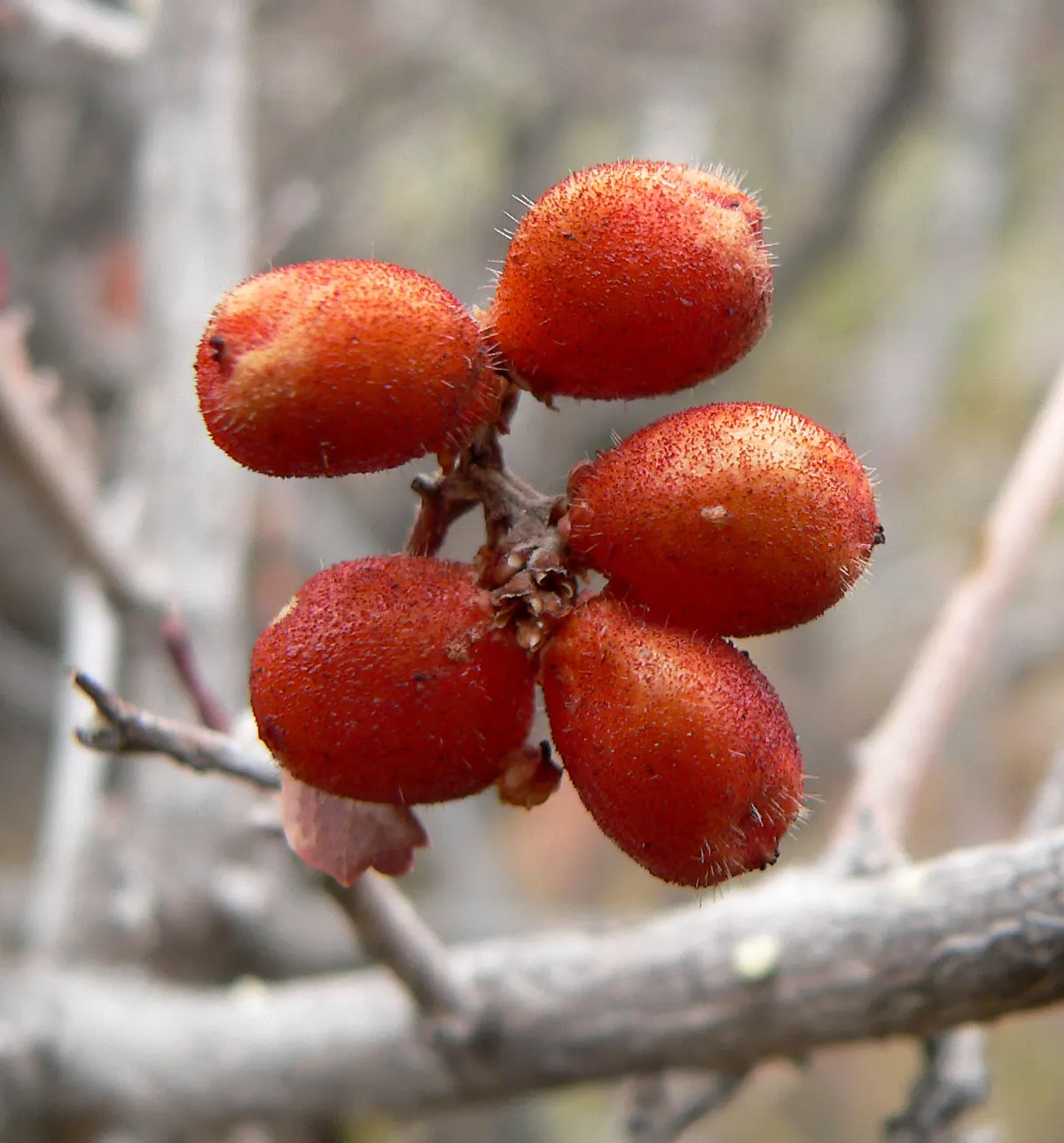 Desert Oak (Acacia Coriaceae) — commonly known as Desert Oak