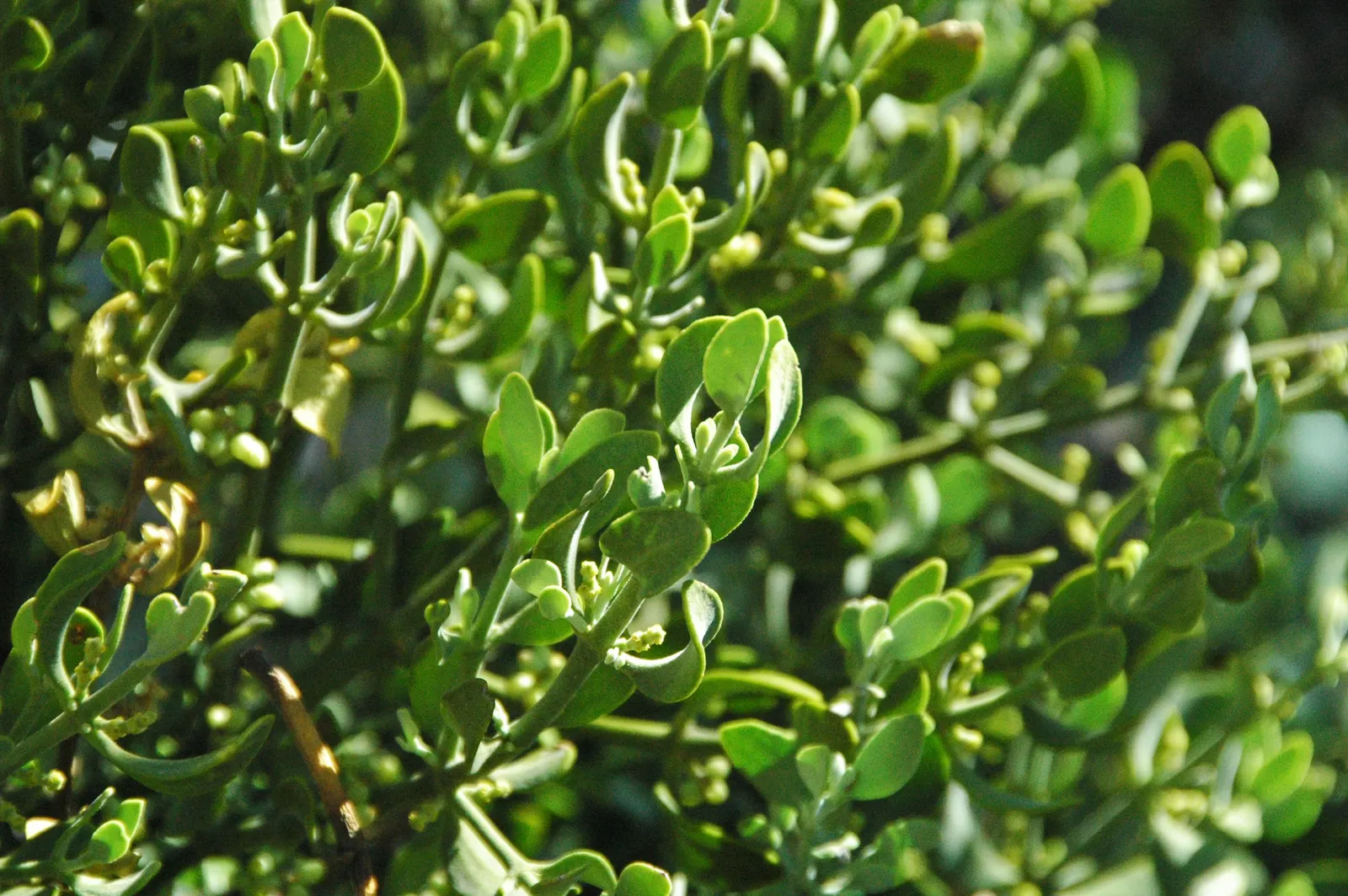 Desert Oak (Acacia Coriaceae) — scientifically termed Acacia coriaceae