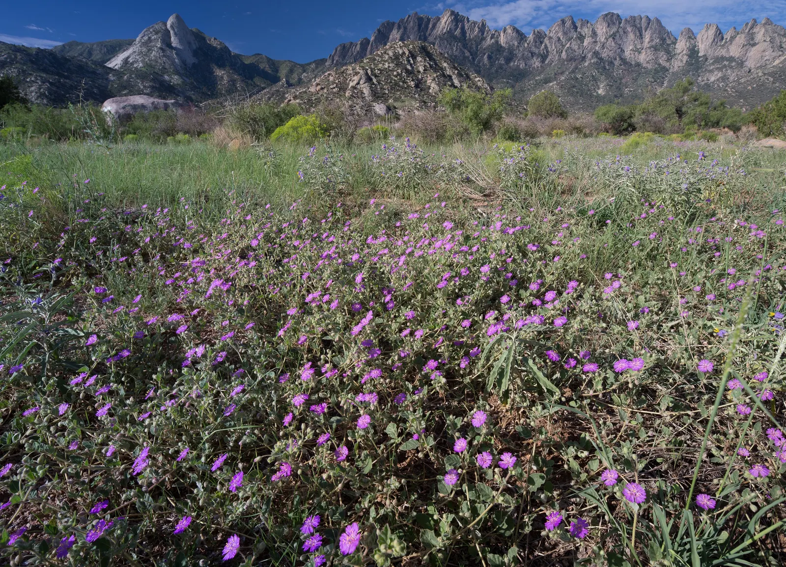 Desert Oak (Acacia Coriaceae) — When integrated into landscape design