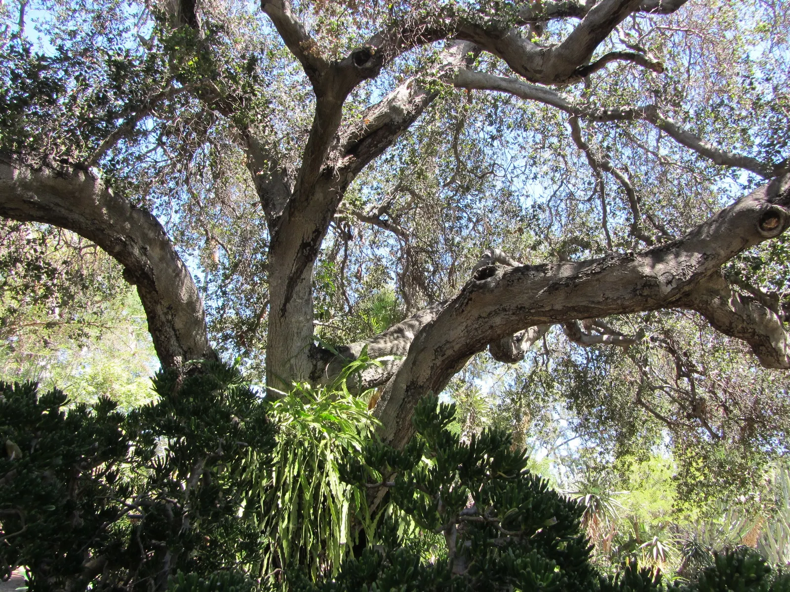 Desert Oak (Acacia Coriaceae) — leathery phyllodes are narrow