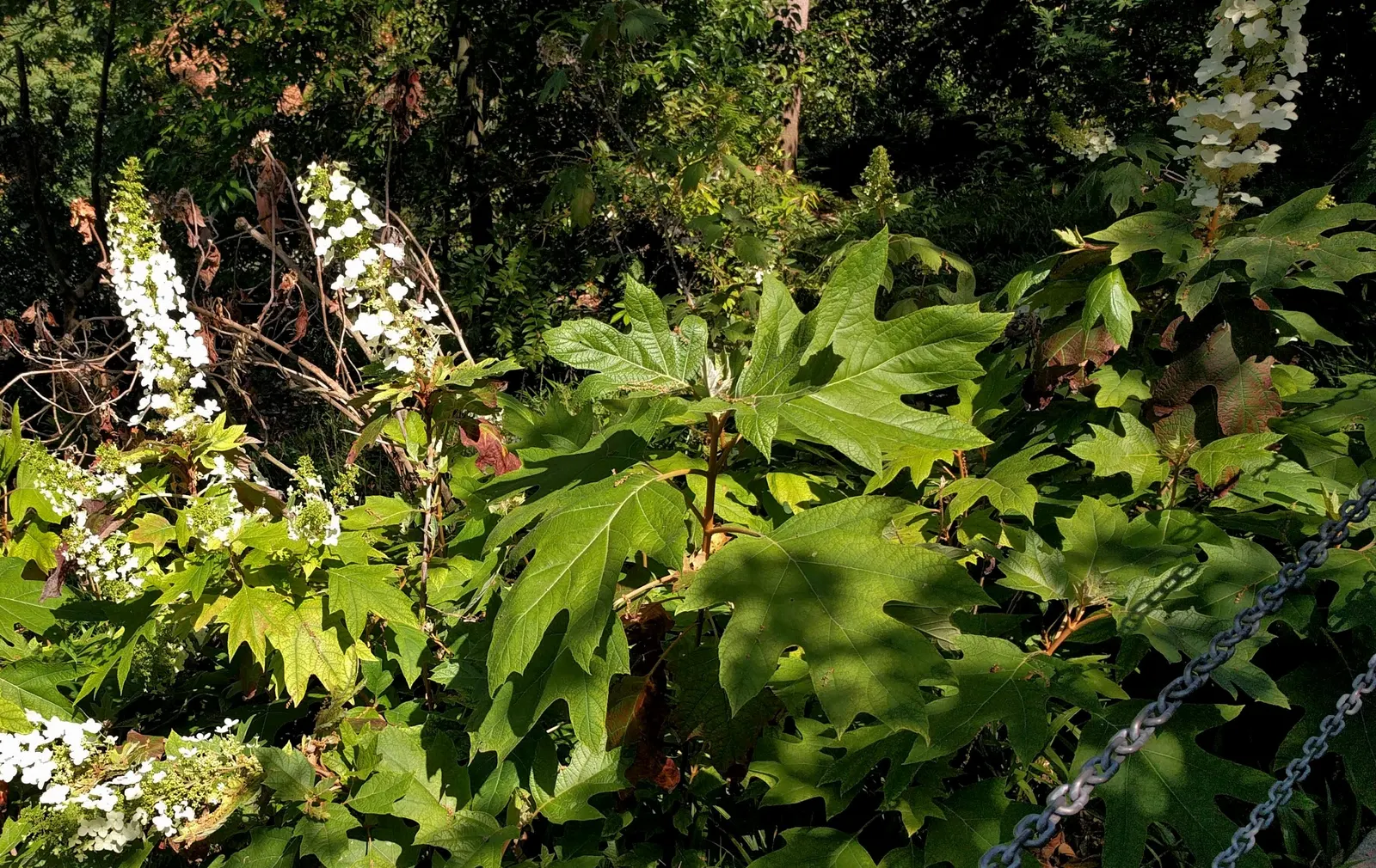 Desert Oak (Acacia Coriaceae) — measuring about 4 to 8 inches in length